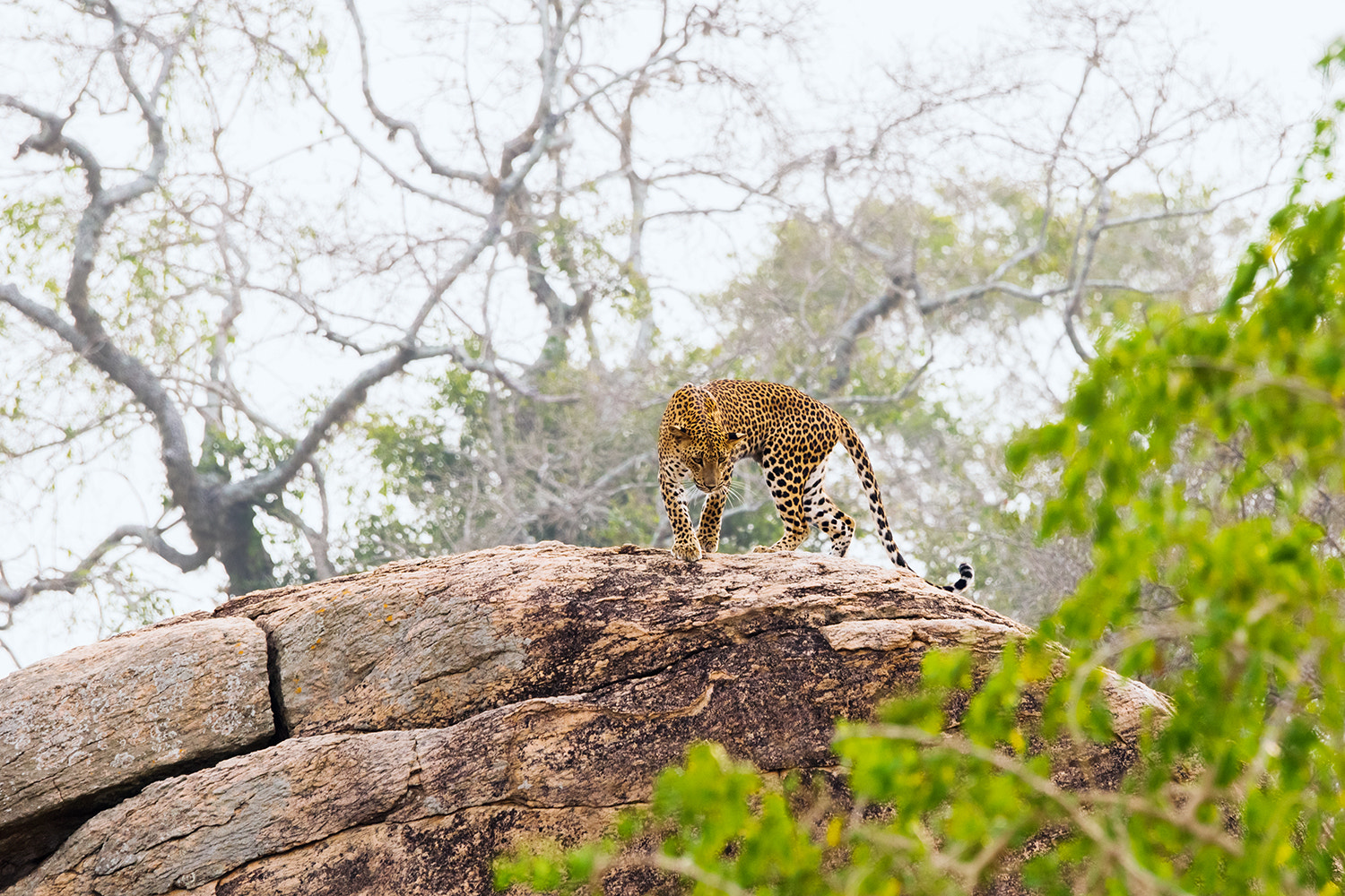 Sony a99 II sample photo. Sri lankan leopard photography