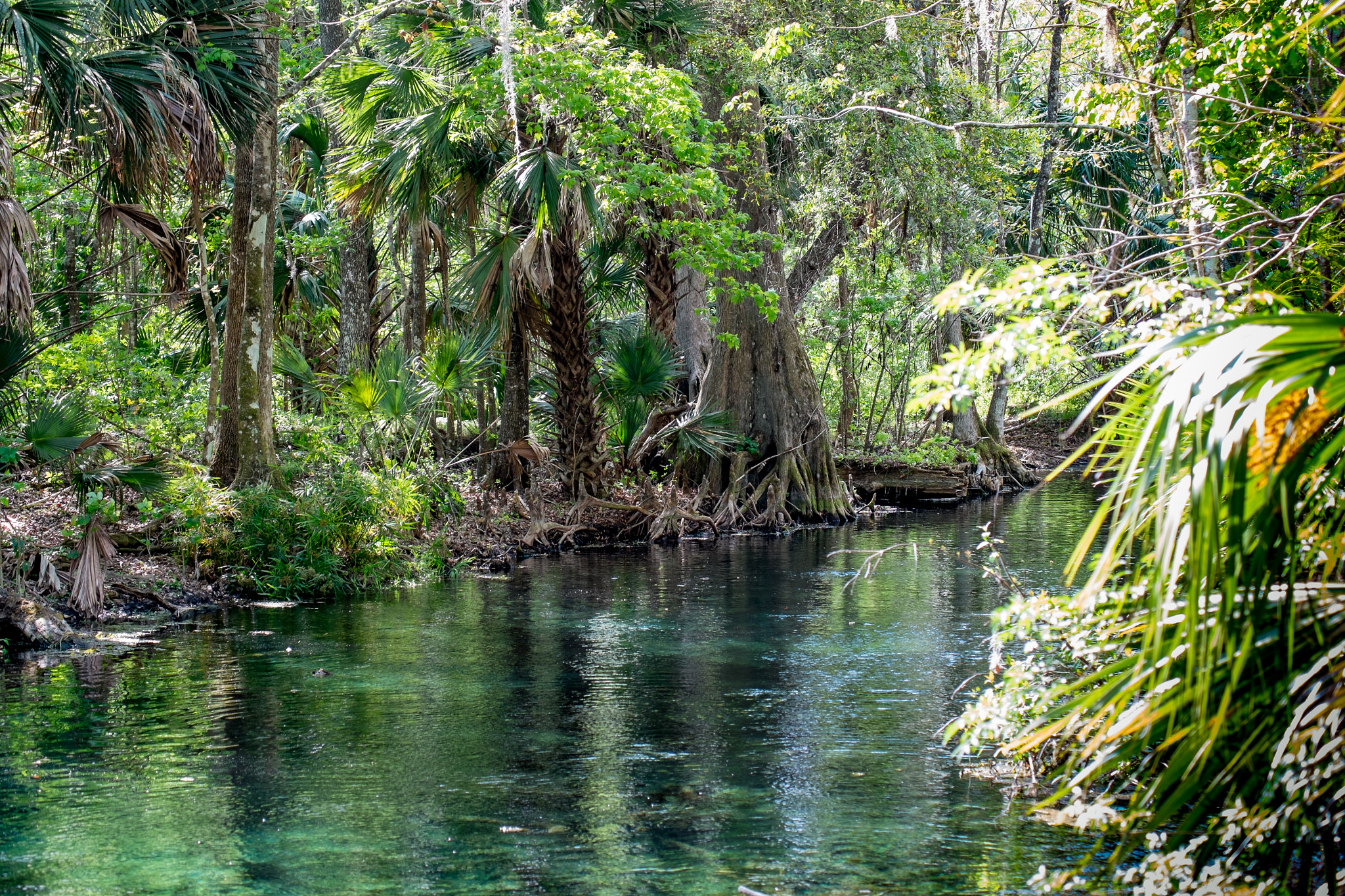 Fujifilm X-E1 + Fujifilm XF 55-200mm F3.5-4.8 R LM OIS sample photo. Silver springs florida photography