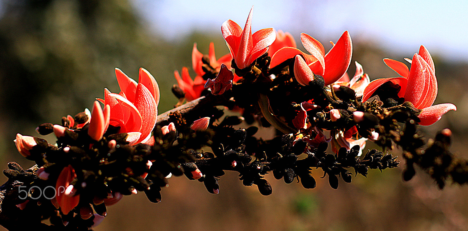 Canon EOS 750D (EOS Rebel T6i / EOS Kiss X8i) + Canon EF 50mm F1.4 USM sample photo. Palash (a flower) the herbinger of spring in india photography