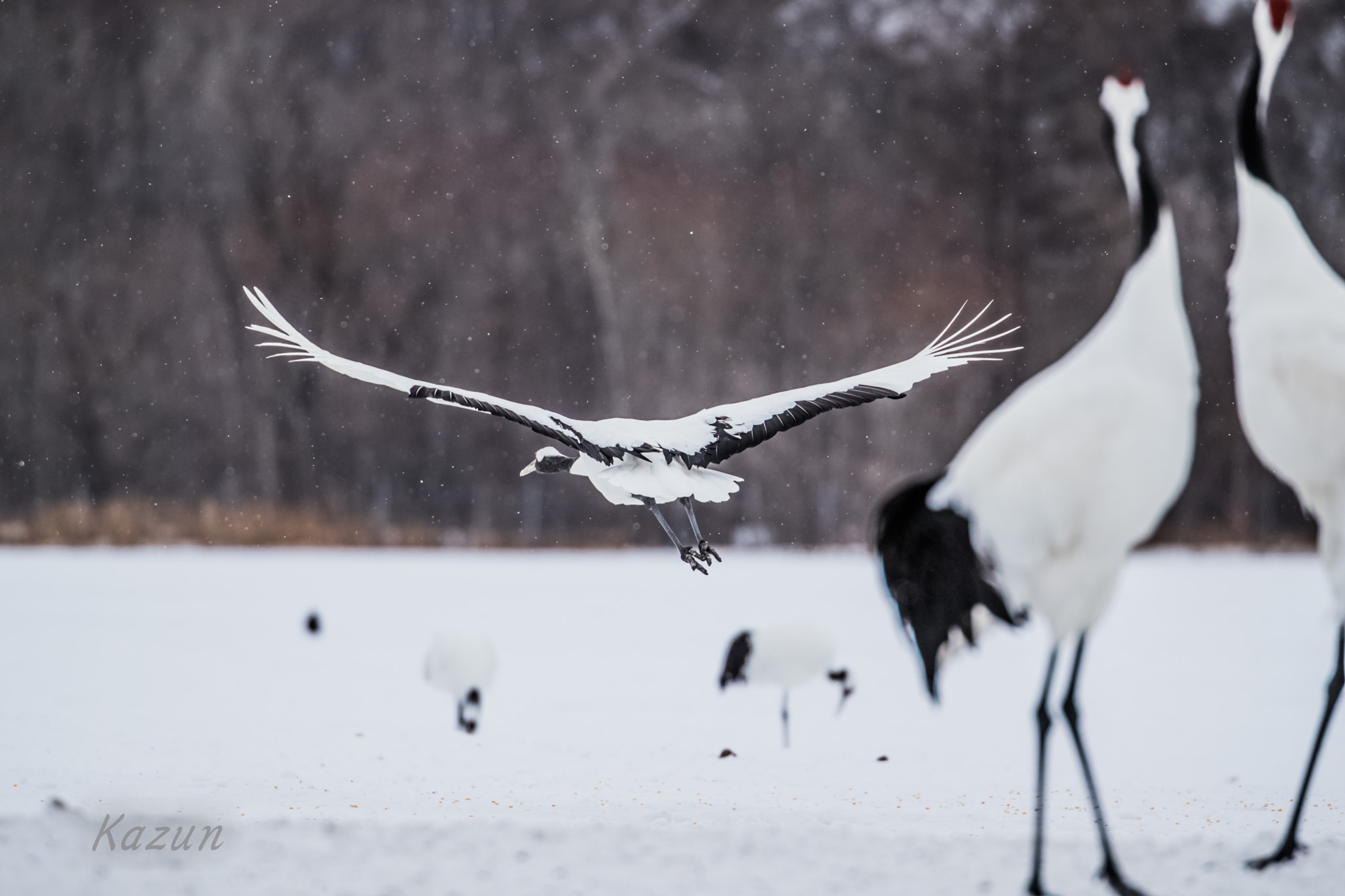 Canon EOS-1D X Mark II sample photo. "he is hero!!!" photography