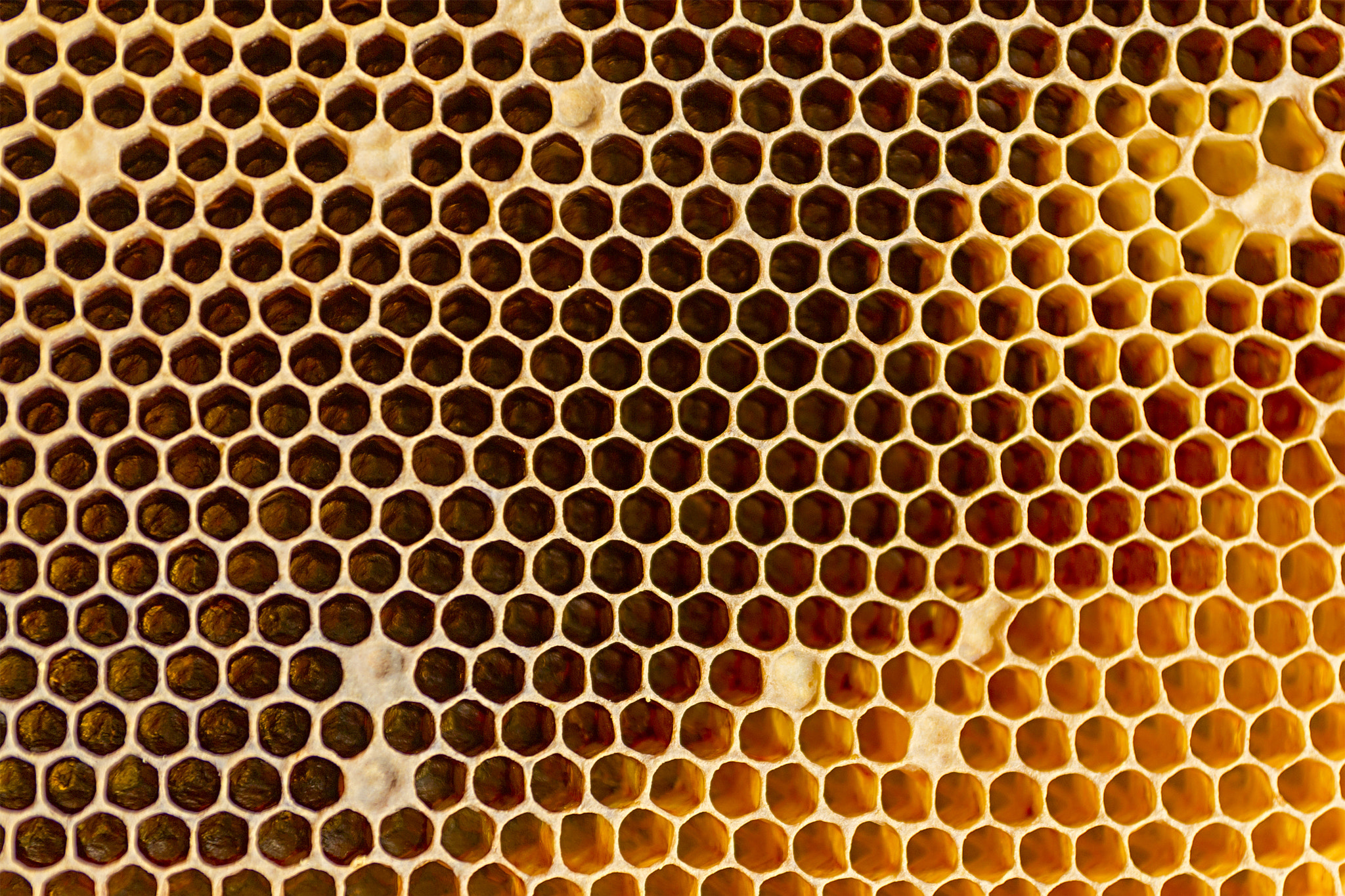 Canon EOS 60D sample photo. Honeycombs texture photography