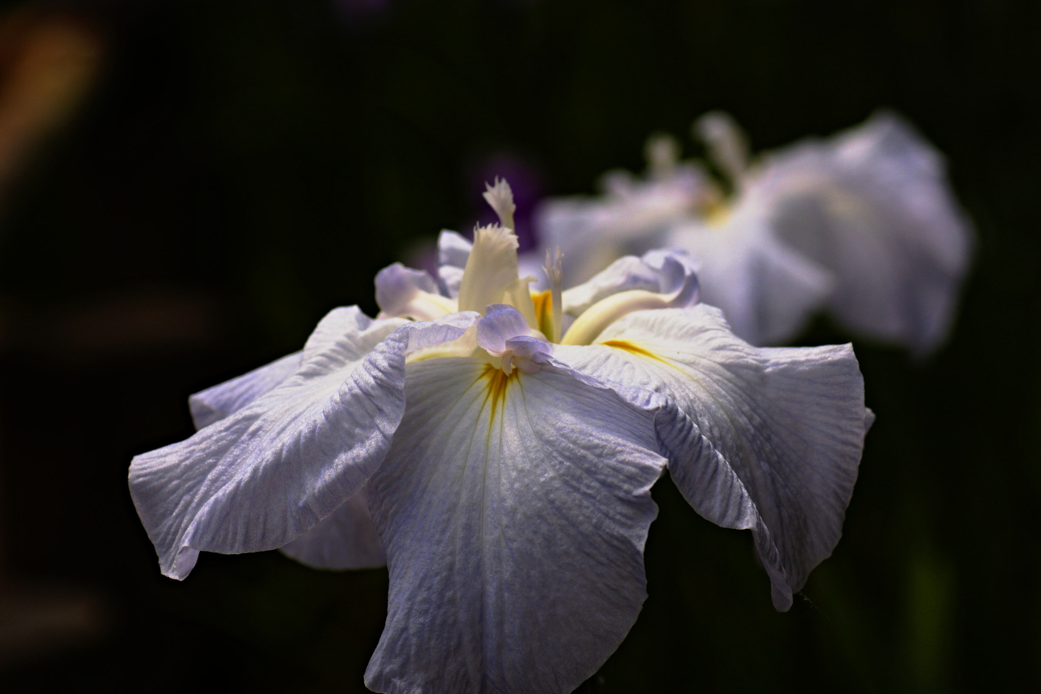 Canon EOS 40D + Tamron SP AF 90mm F2.8 Di Macro sample photo. Iris2（明治神宮） photography