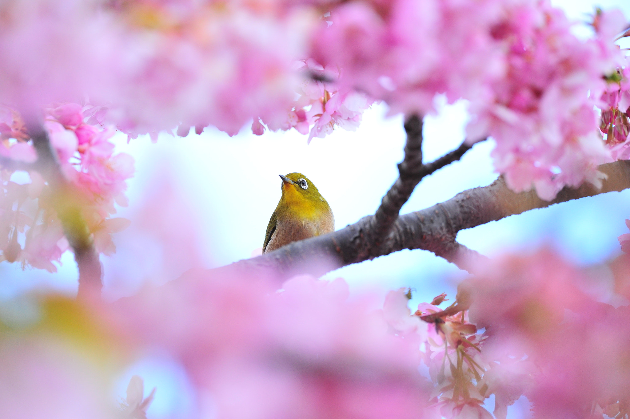 Nikon D3S sample photo. Bird in the cherry blossom photography
