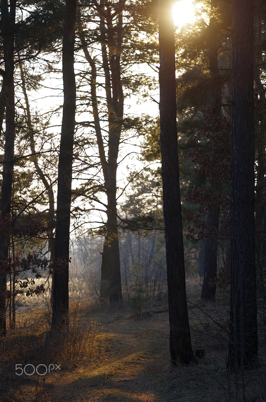 Pentax smc D-FA 100mm F2.8 Macro WR sample photo. Warm sunset photography
