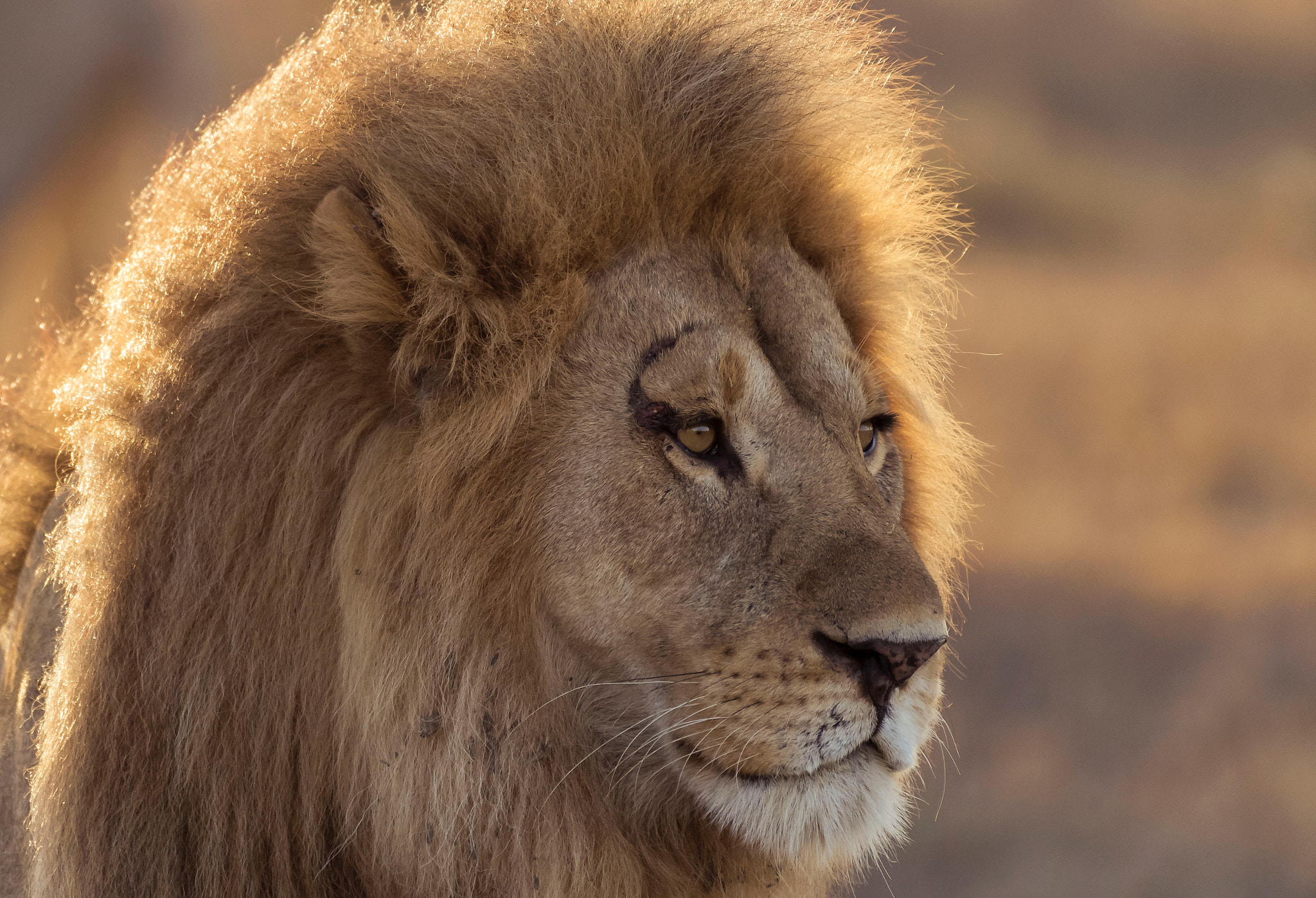 Nikon AF-S Nikkor 200-500mm F5.6E ED VR sample photo. Very majestic! photography