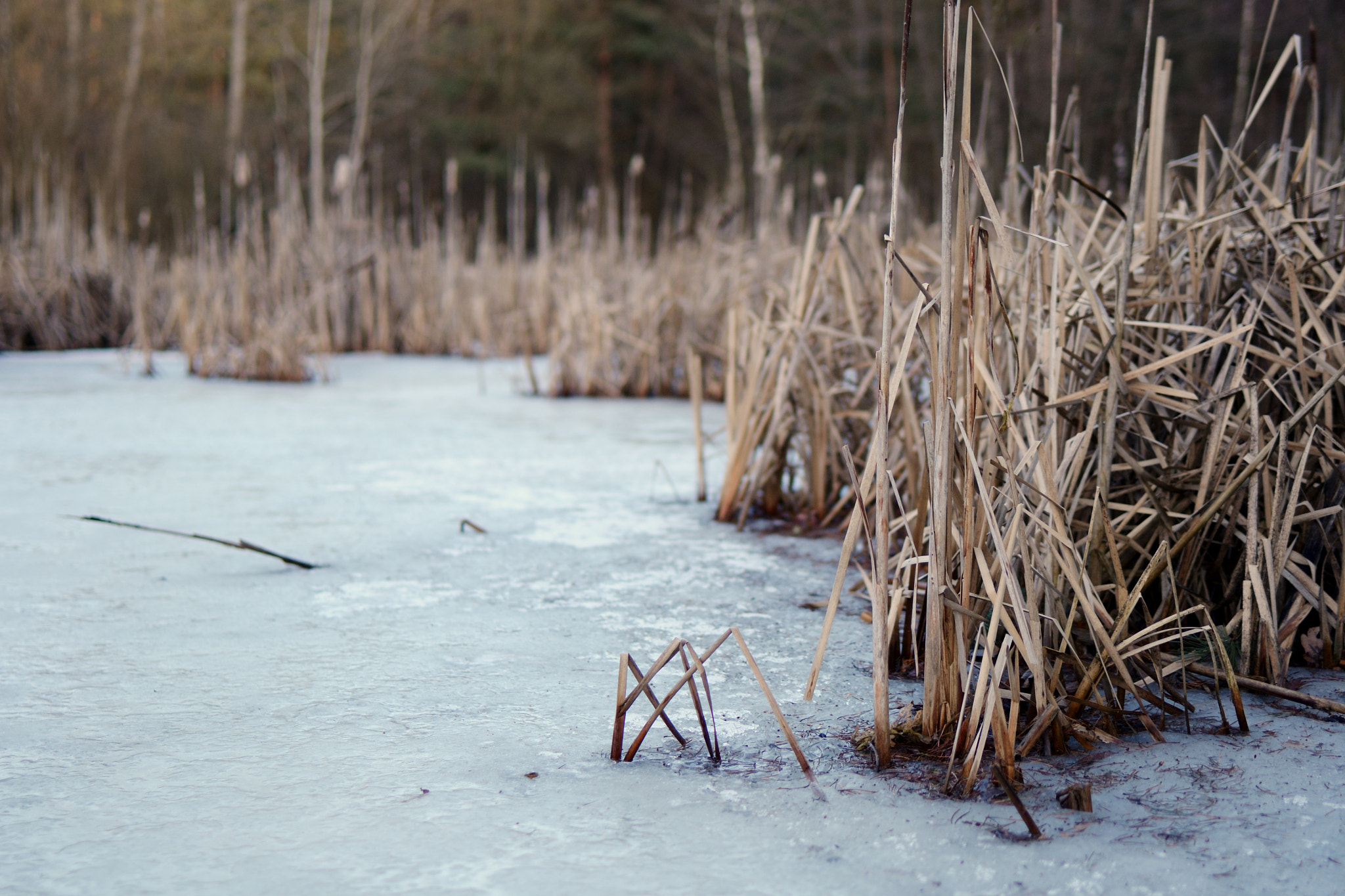 Nikon D3100 + Tamron SP 35mm F1.8 Di VC USD sample photo. Reed and ice photography