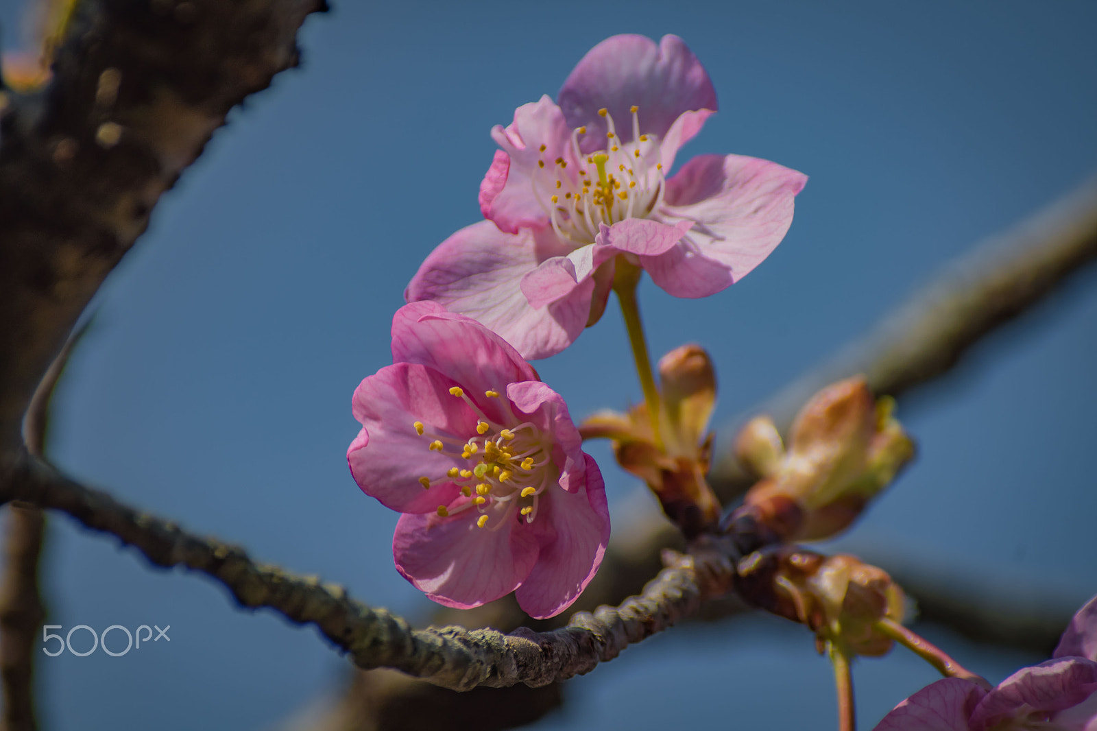 Pentax K-S2 + Sigma sample photo. Cherry blossoms photography