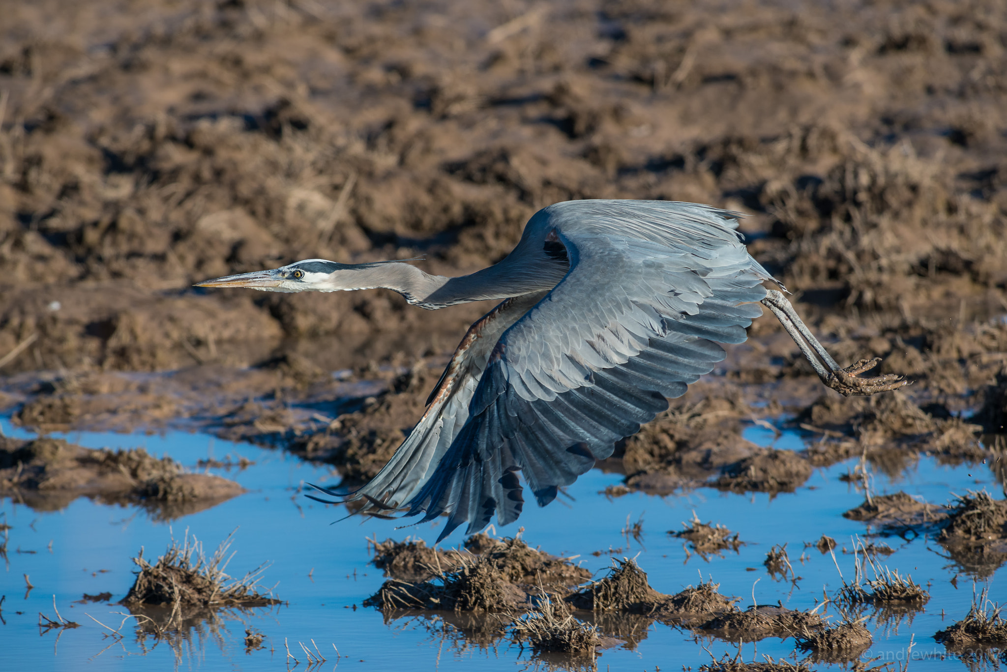 Nikon AF-S Nikkor 300mm F2.8G ED VR II sample photo. Airbourne photography