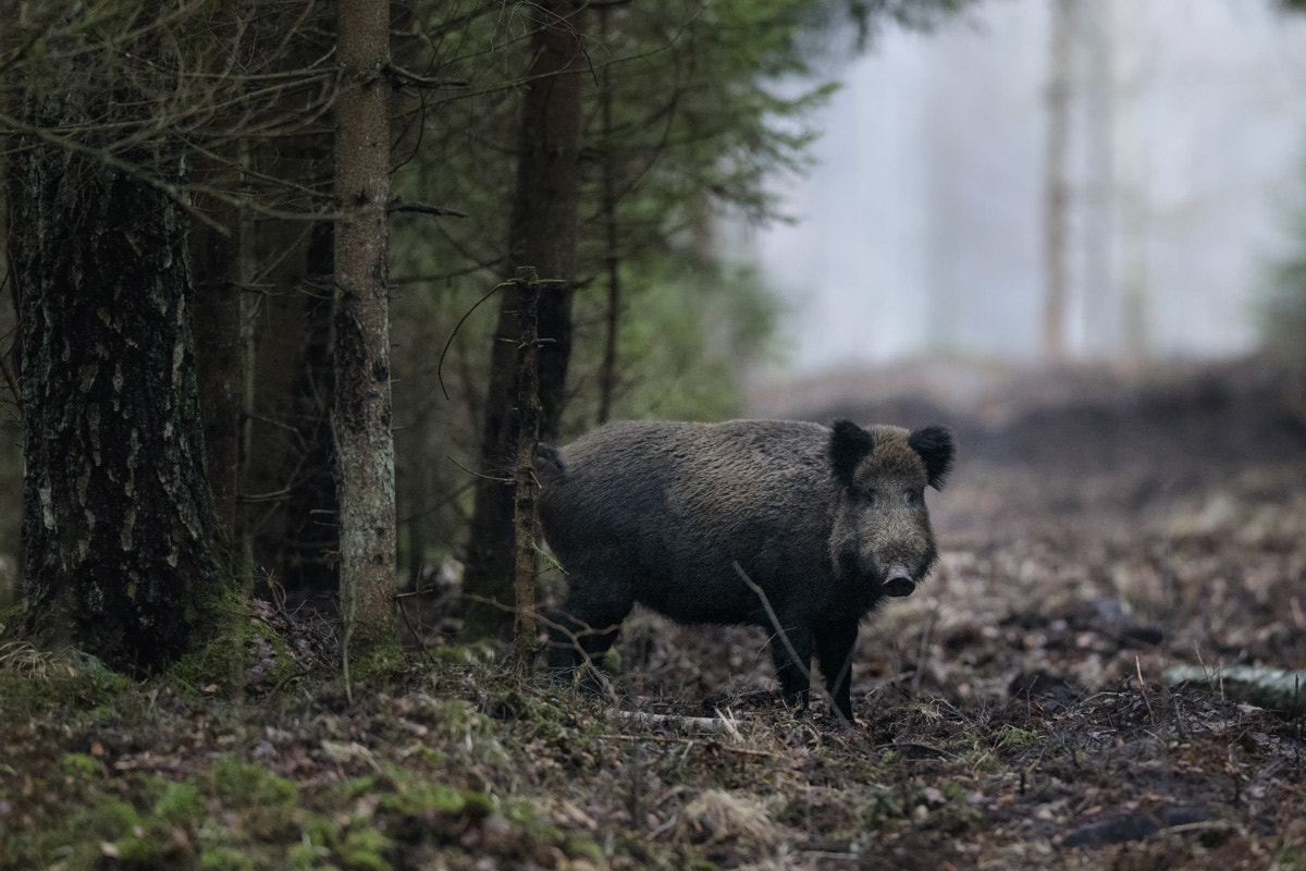 Canon EF 400mm F2.8L IS II USM sample photo. Wild boar photography
