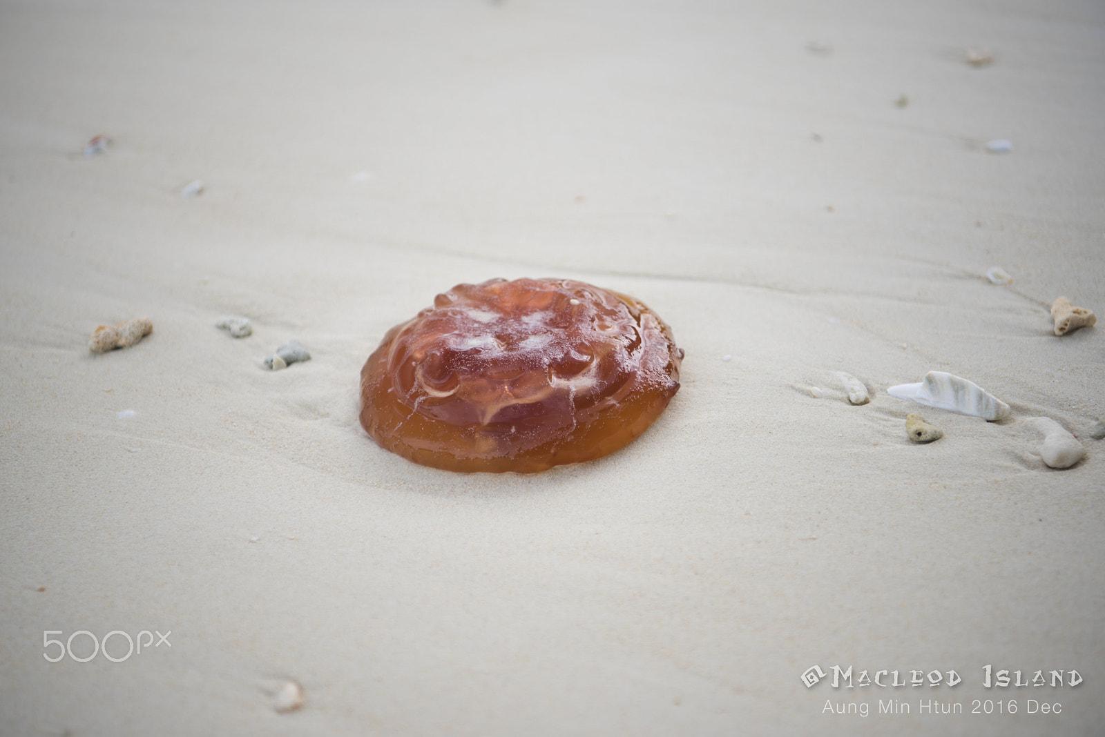Nikon AF-S Nikkor 24-70mm F2.8E ED VR sample photo. A dead jelly fish on the seashore photography