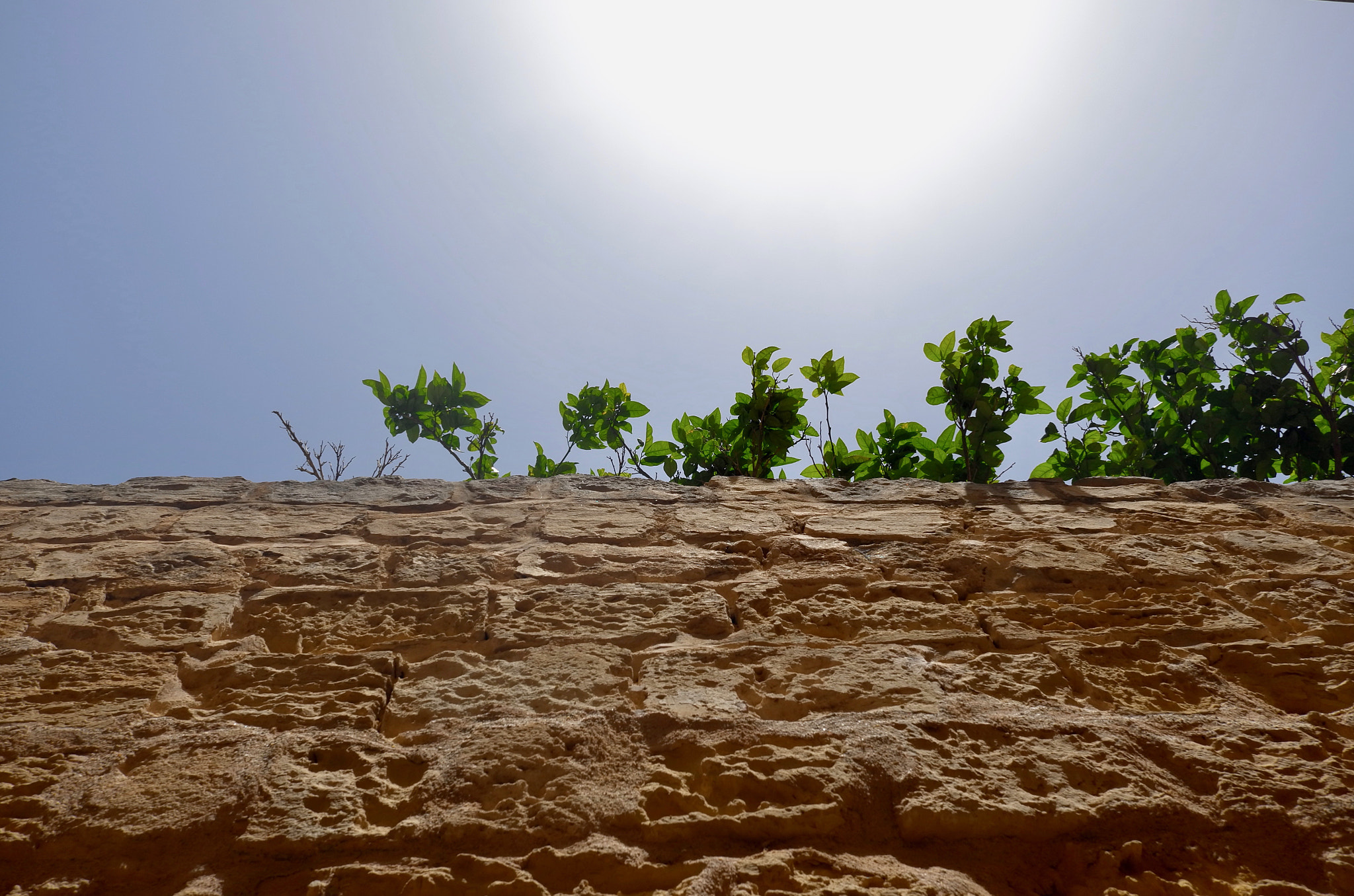 Leica X (Typ 113) sample photo. Plants on the wall photography