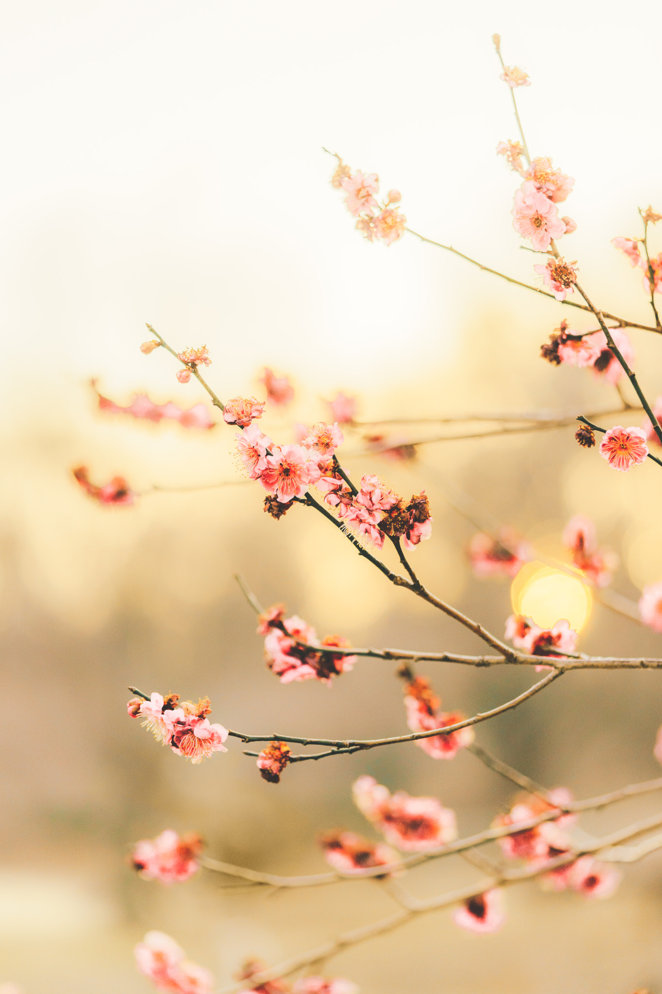 Sony a7 II sample photo. The morning sun and plum wood2 photography