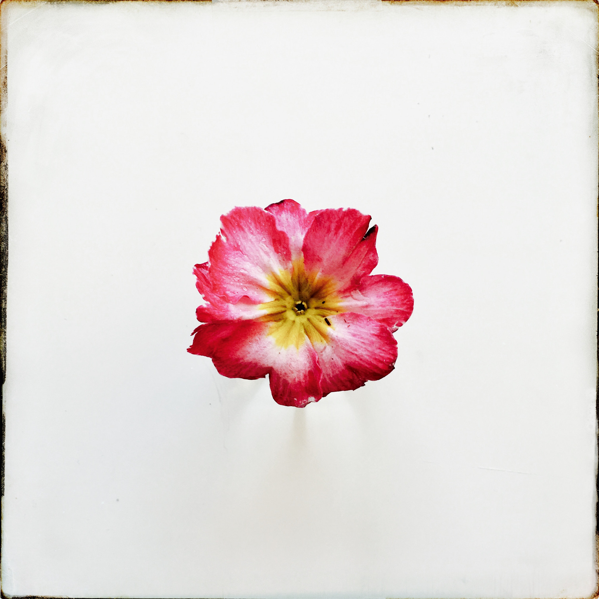 Hipstamatic 331 sample photo. Blooming photography