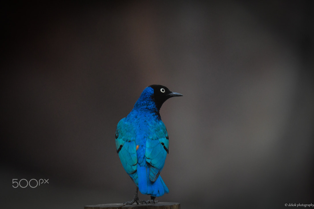 Sigma 150-600mm F5-6.3 DG OS HSM | C sample photo. Bleu photography