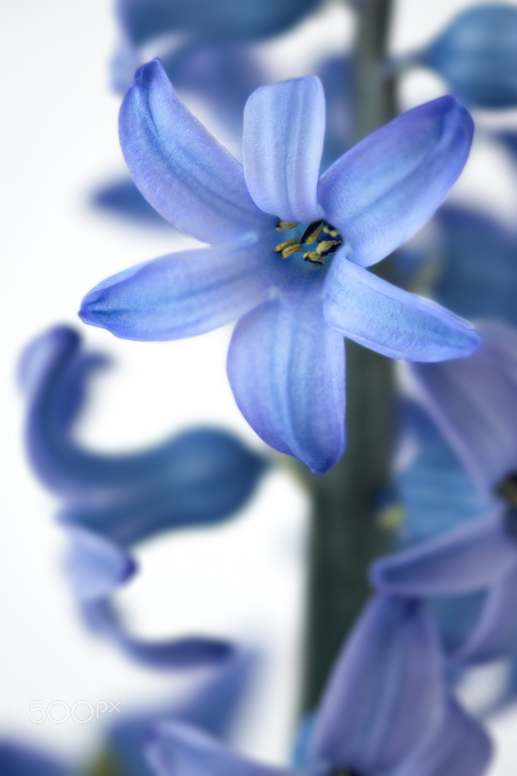Sigma 105mm F2.8 EX DG OS HSM sample photo. Hyacinth delft blue photography