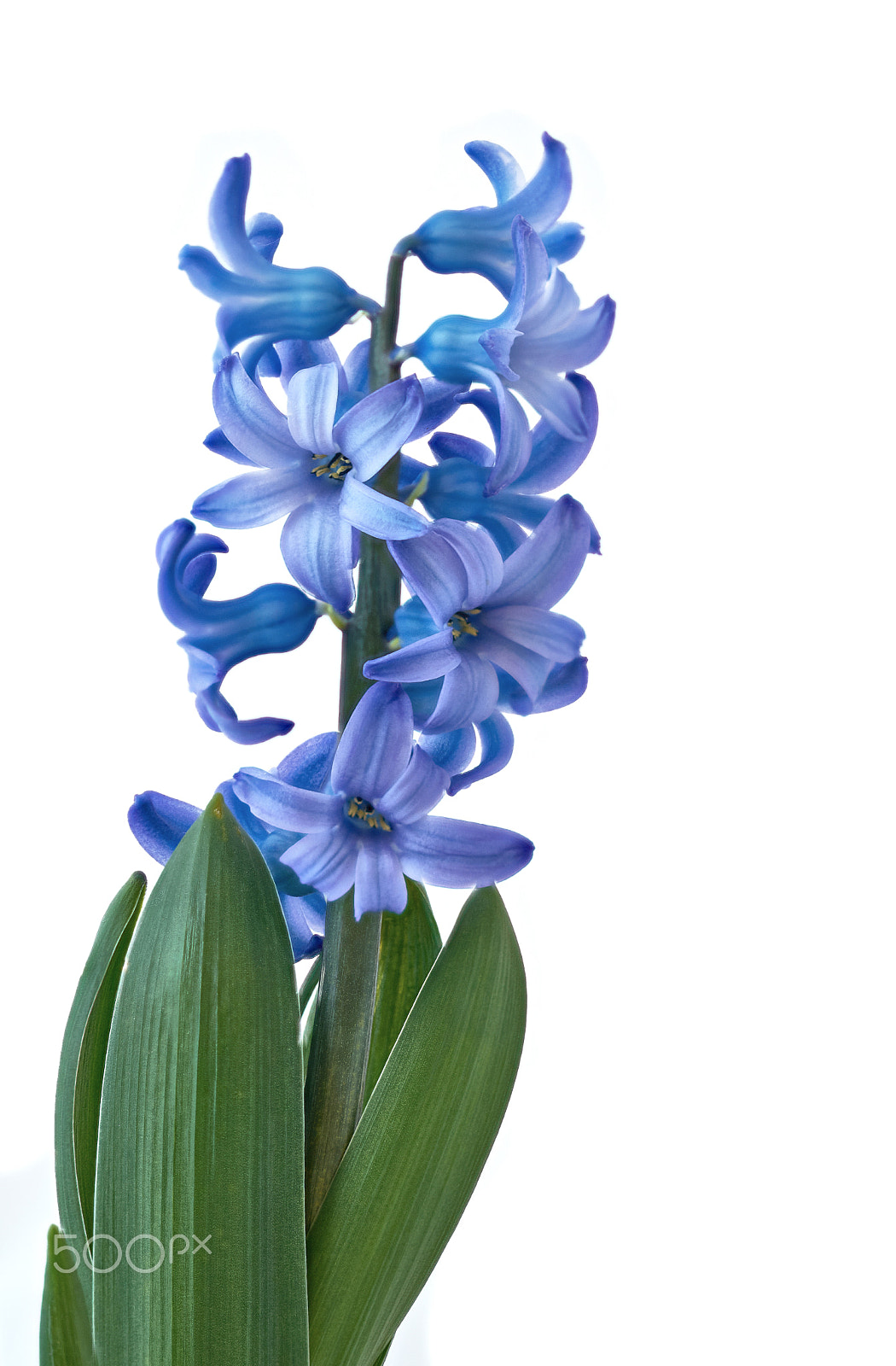 Sigma 105mm F2.8 EX DG OS HSM sample photo. Hyacinth delft blue photography