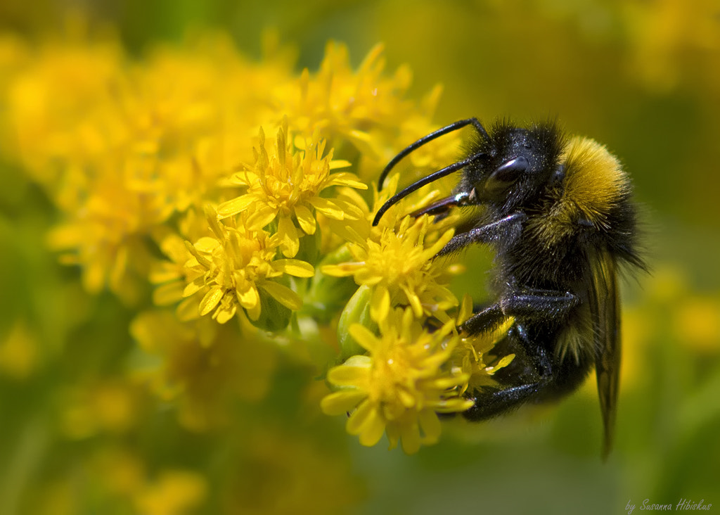Nikon AF-S Micro-Nikkor 105mm F2.8G IF-ED VR sample photo. Bumblebee photography