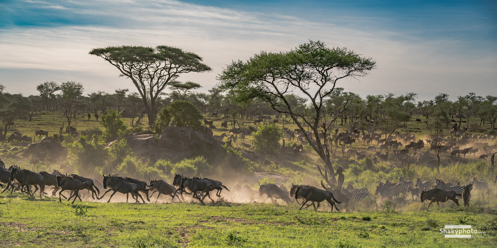 Sony a7R II + Sony FE 70-200mm F2.8 GM OSS sample photo. Migration photography