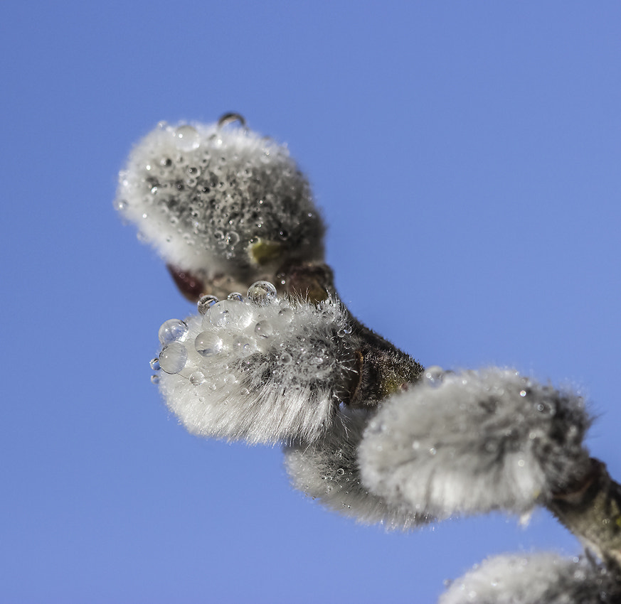 Canon EF 100mm F2.8 Macro USM sample photo. _*_ photography