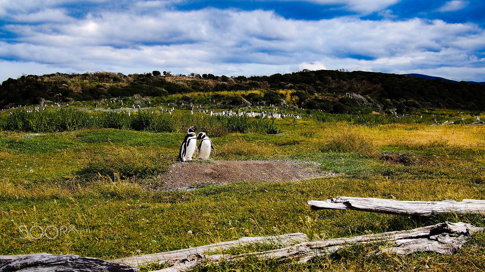 Olympus PEN E-PL6 + Panasonic Lumix G 20mm F1.7 ASPH sample photo. The season is here! photography