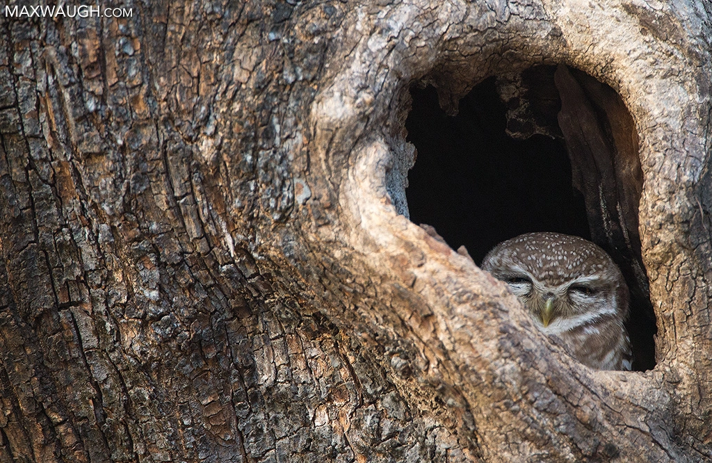 Canon EF 500mm F4L IS USM sample photo. Spotted owlet photography