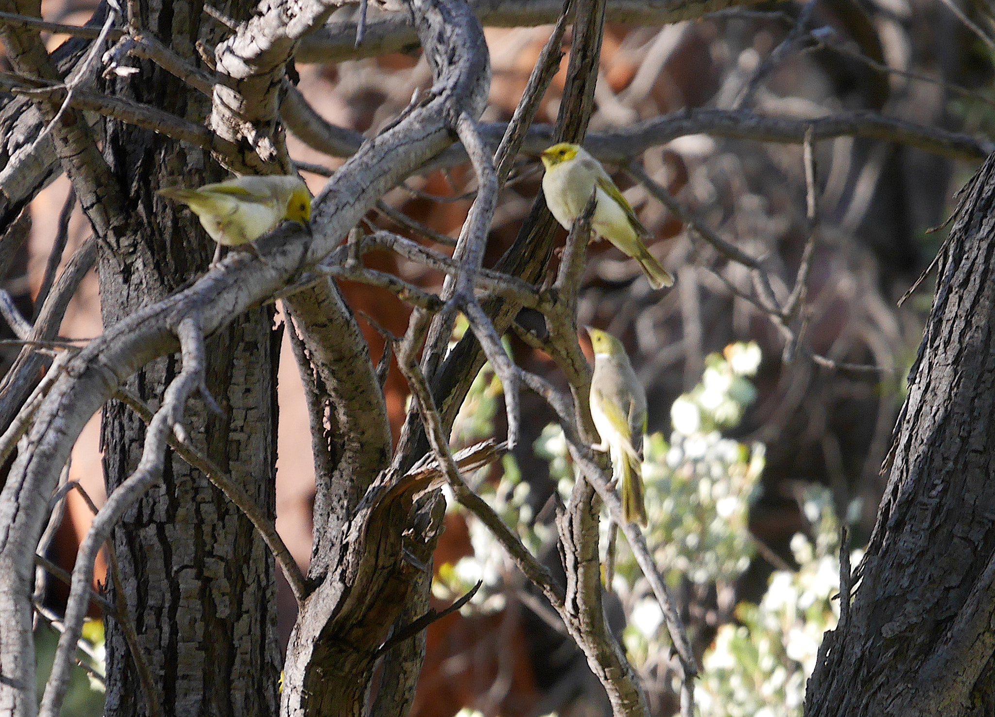 Panasonic Lumix DMC-GX7 sample photo. P photography