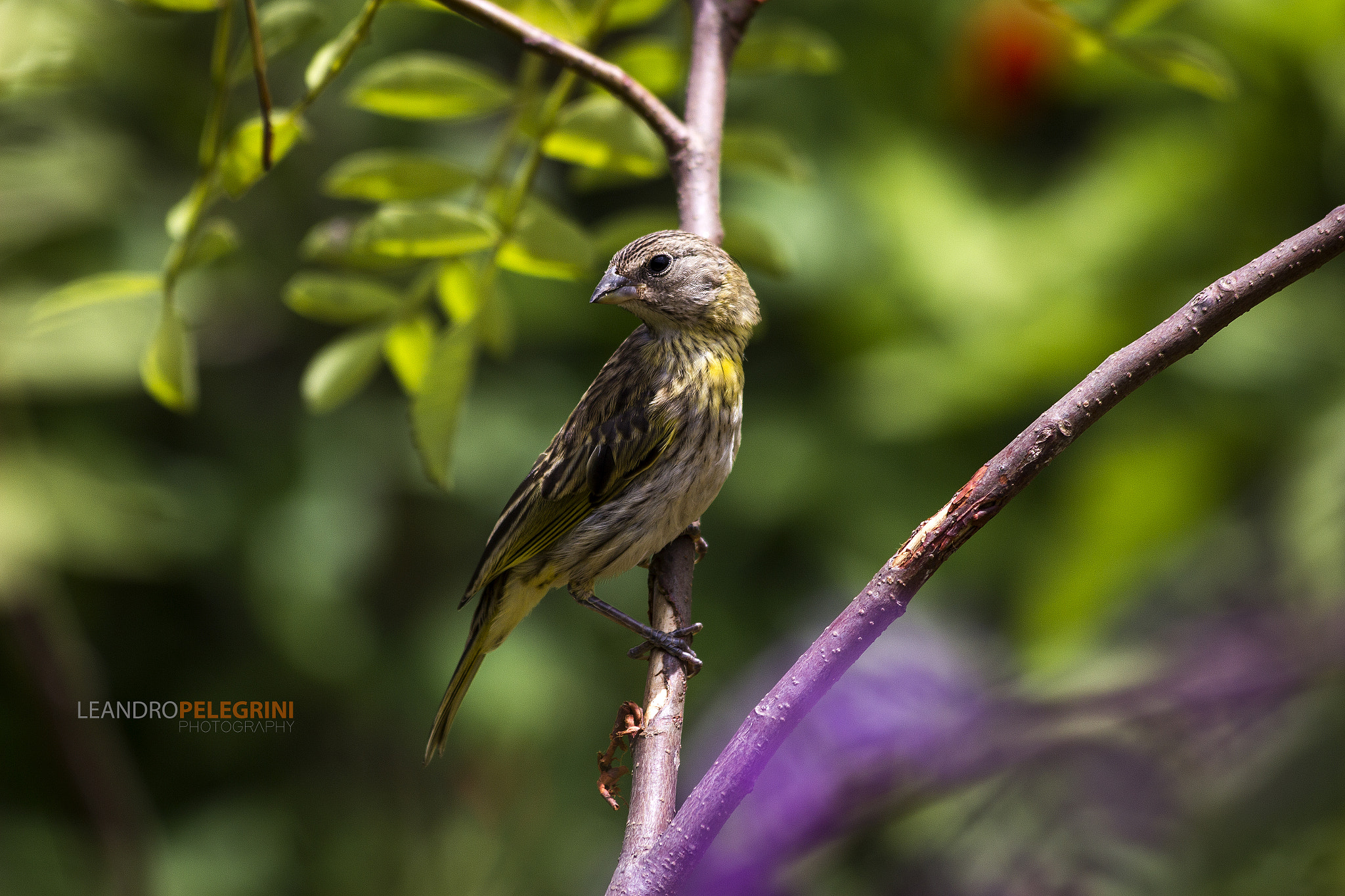 Canon EF 70-300mm F4-5.6 IS USM sample photo. Bird photography
