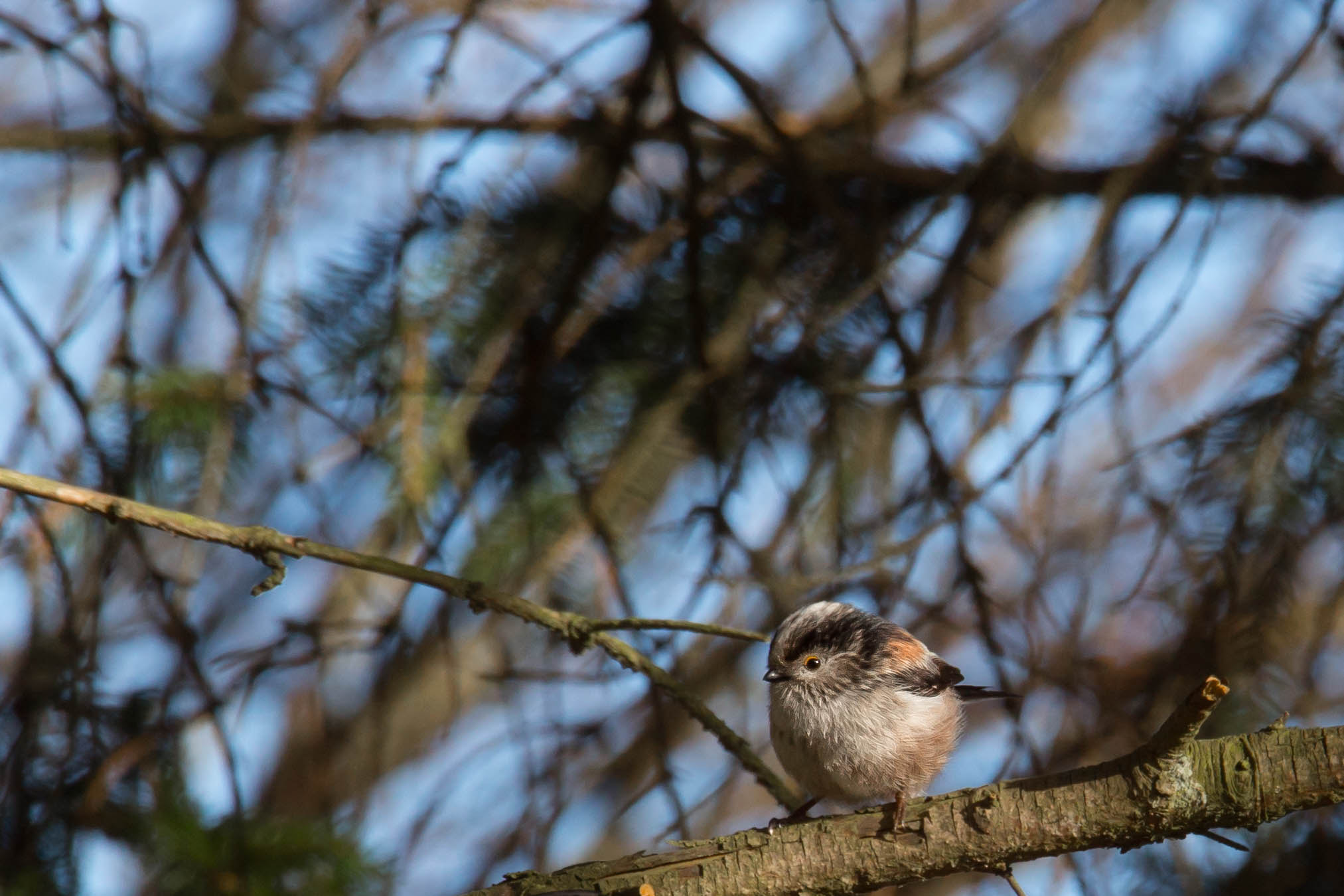 Canon EOS 6D + Canon EF 70-200mm F2.8L IS II USM sample photo. Long tailed tit photography