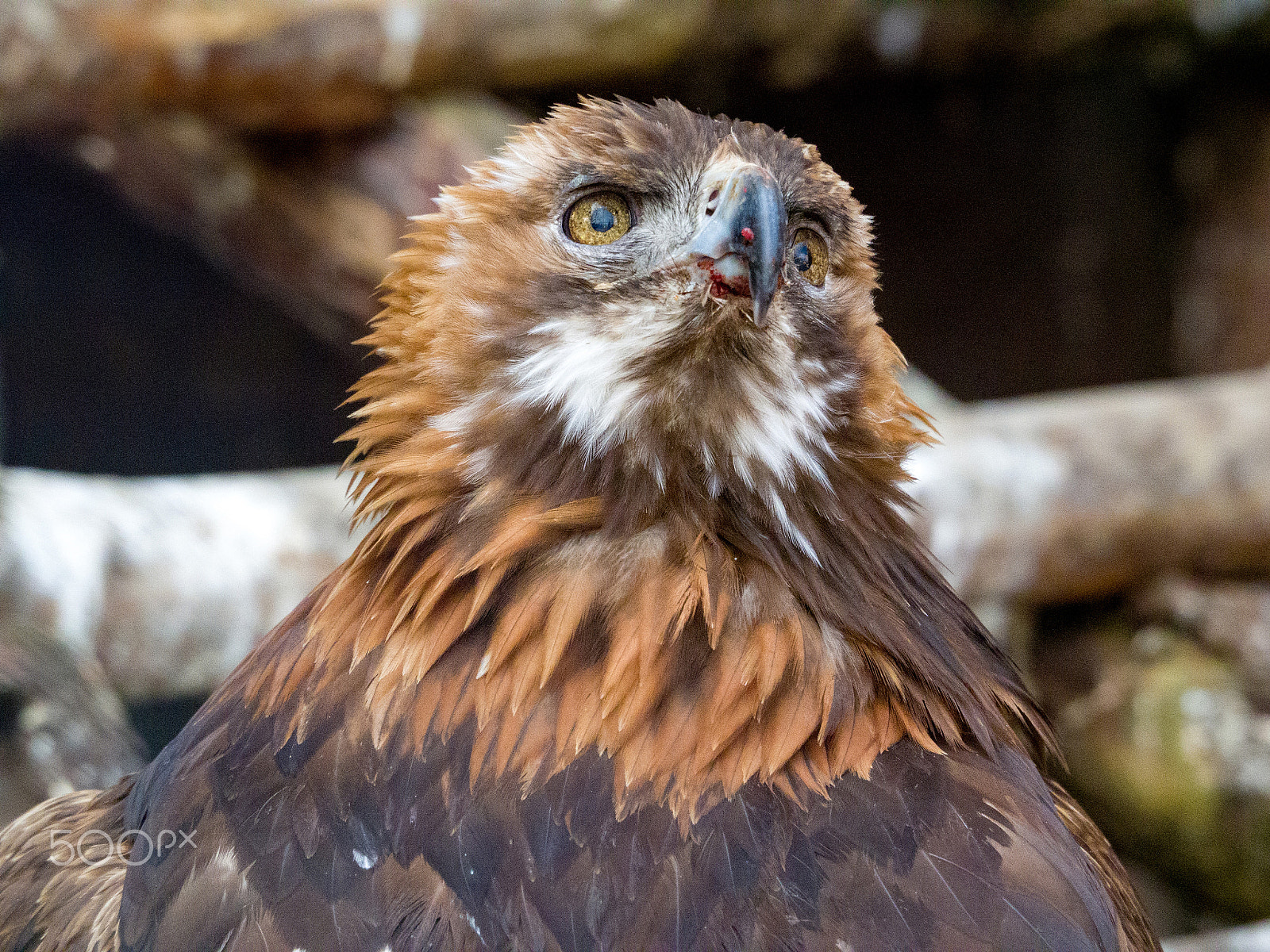 Olympus OM-D E-M1 sample photo. Golden eagle photography