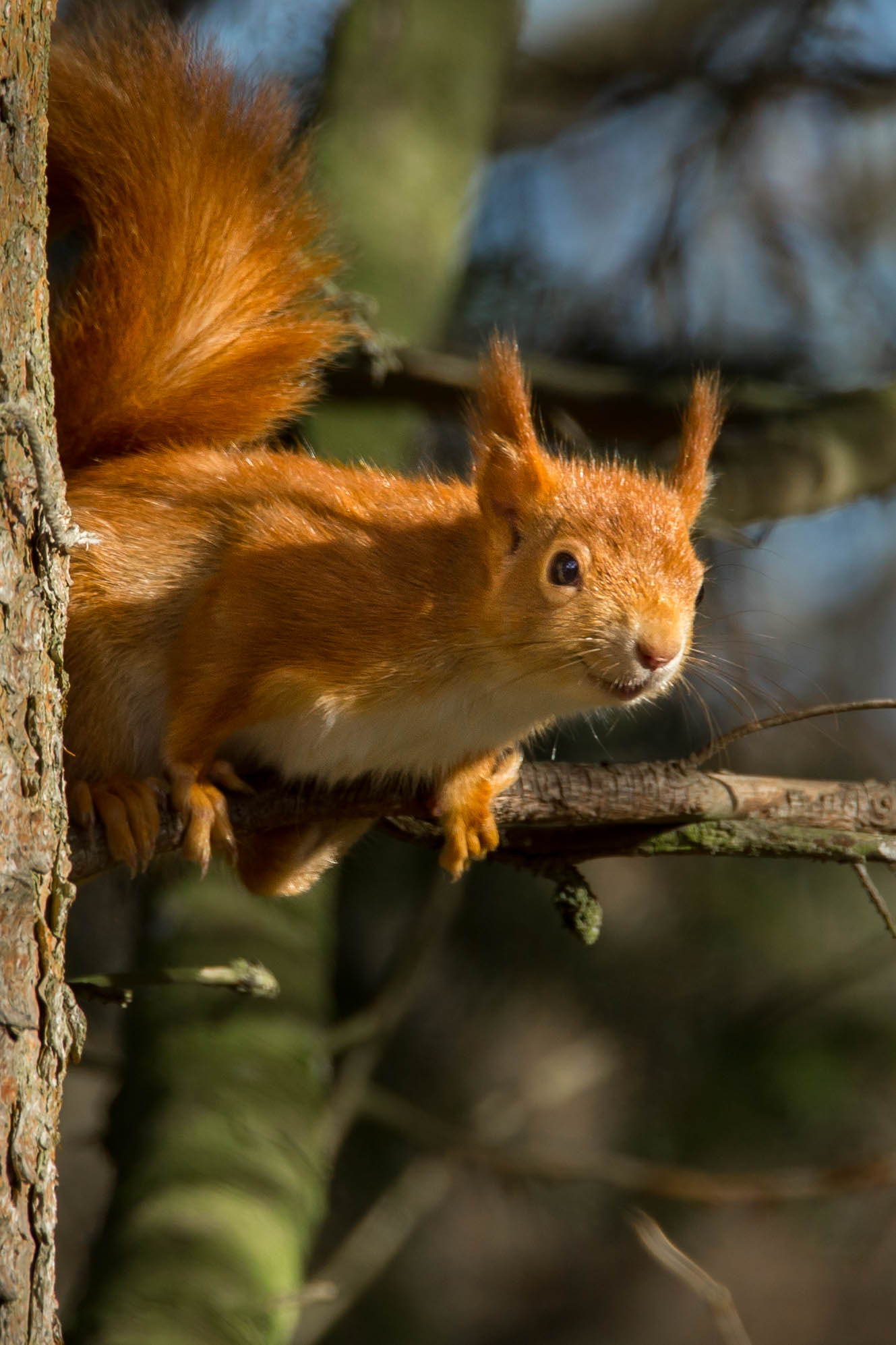 Canon EF 70-200mm F2.8L IS II USM sample photo. Red squirrel photography