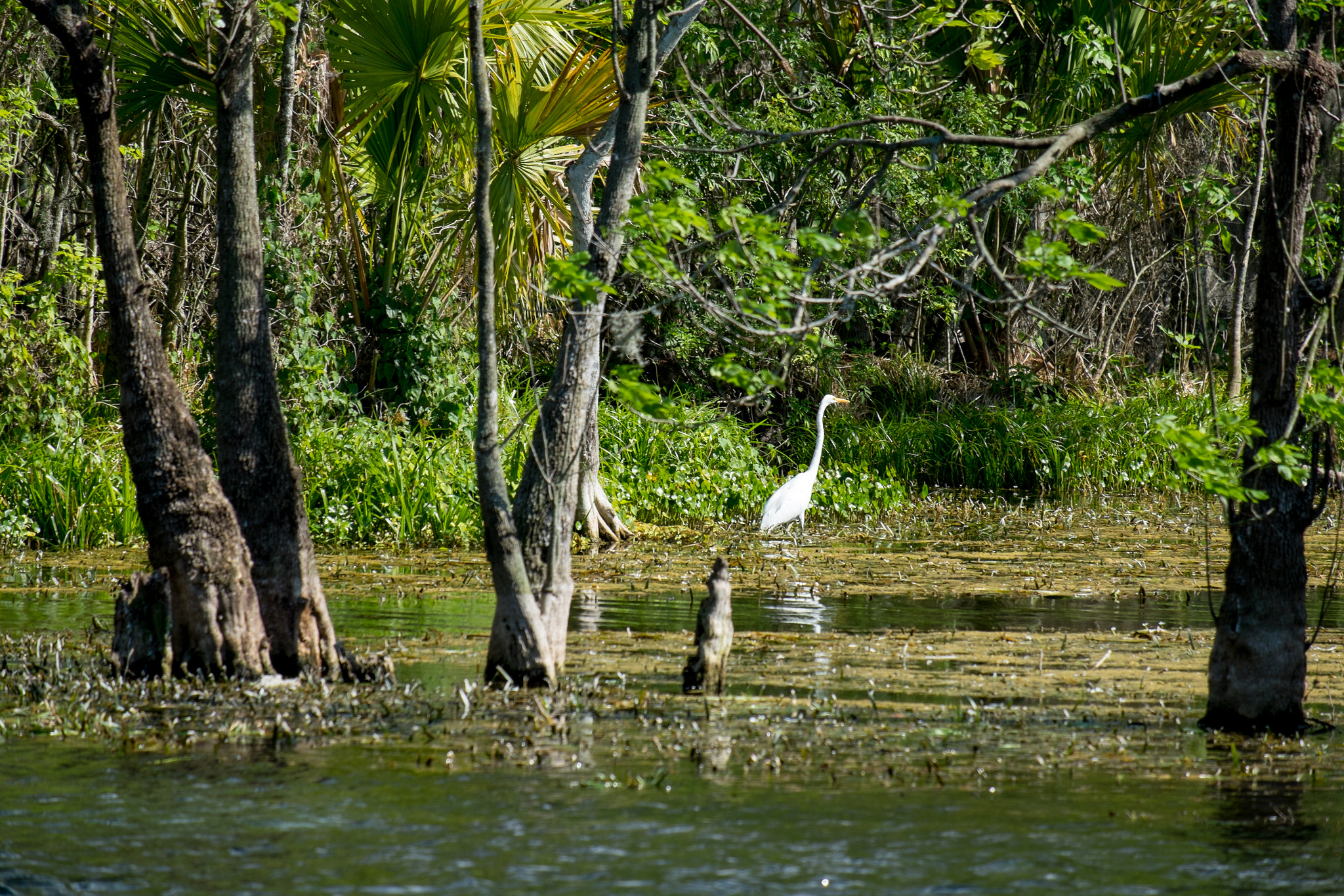 Fujifilm X-E1 + Fujifilm XF 55-200mm F3.5-4.8 R LM OIS sample photo. Silver springs florida photography