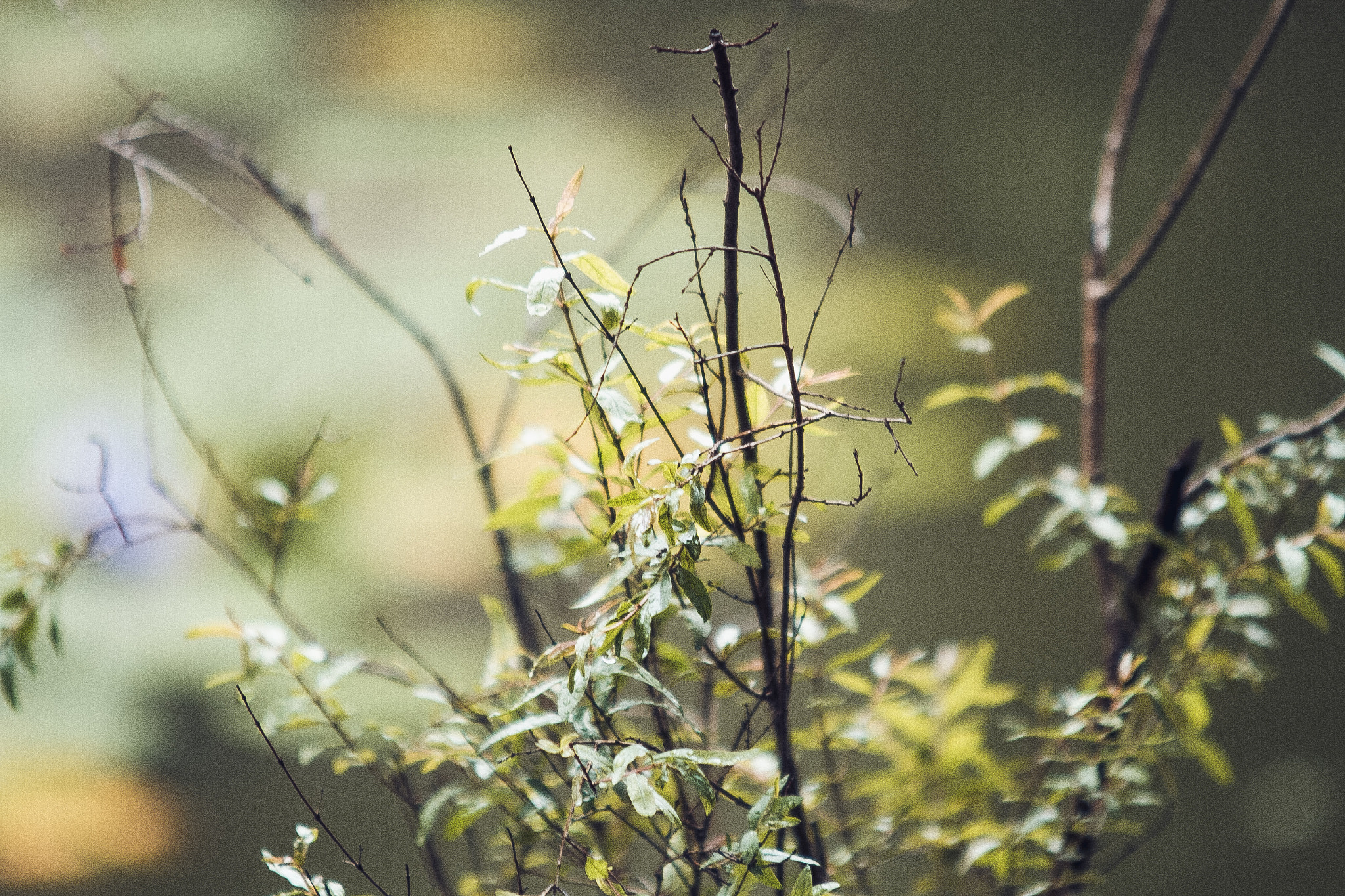 Sigma 70-200mm F2.8 EX DG OS HSM sample photo. Img photography