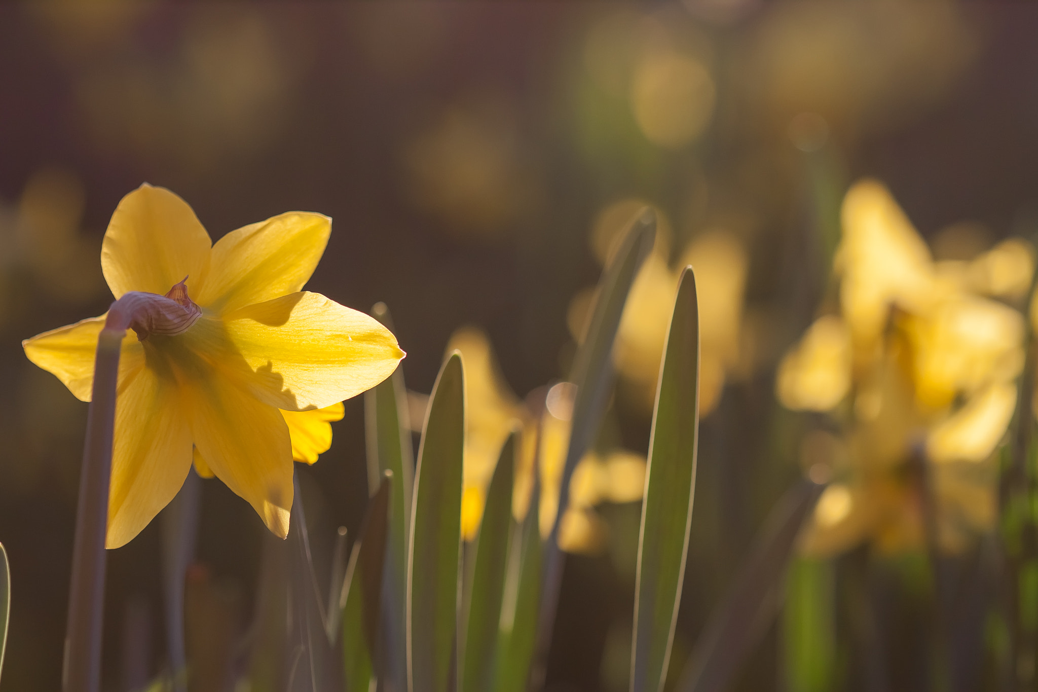 Canon EF 100mm F2.8 Macro USM sample photo. Flowers photography