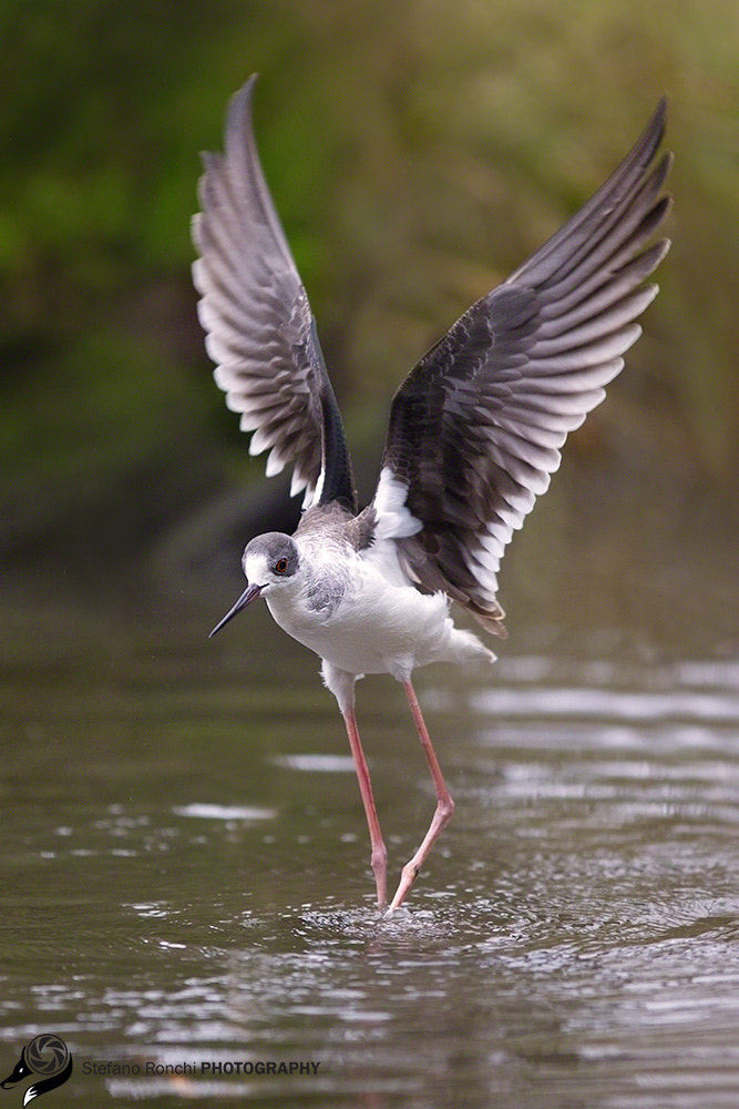 Canon EF 300mm F2.8L IS USM sample photo. Wings photography