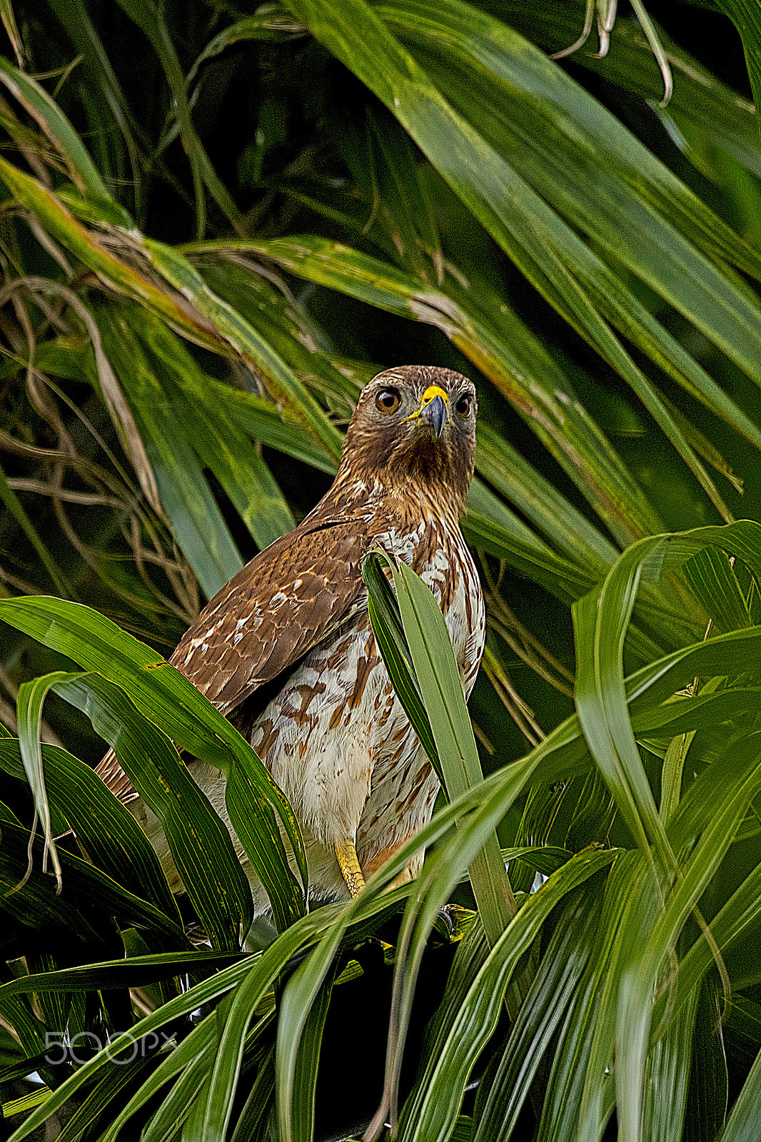Nikon D810 sample photo. Red-shouldered hawk photography