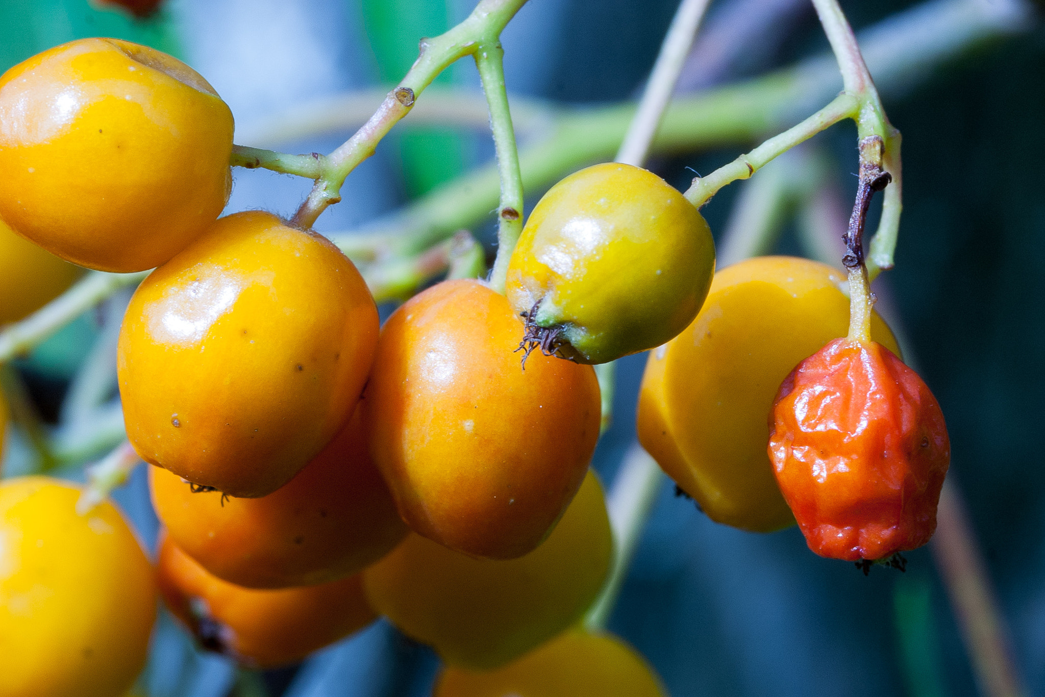 Canon EOS D30 + Sigma 50mm f/2.8 EX sample photo. Berries photography