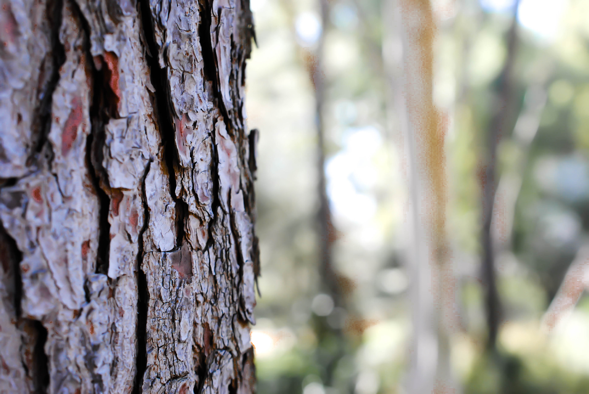 Nikon AF-S DX Micro Nikkor 40mm F2.8 sample photo. Tronco photography
