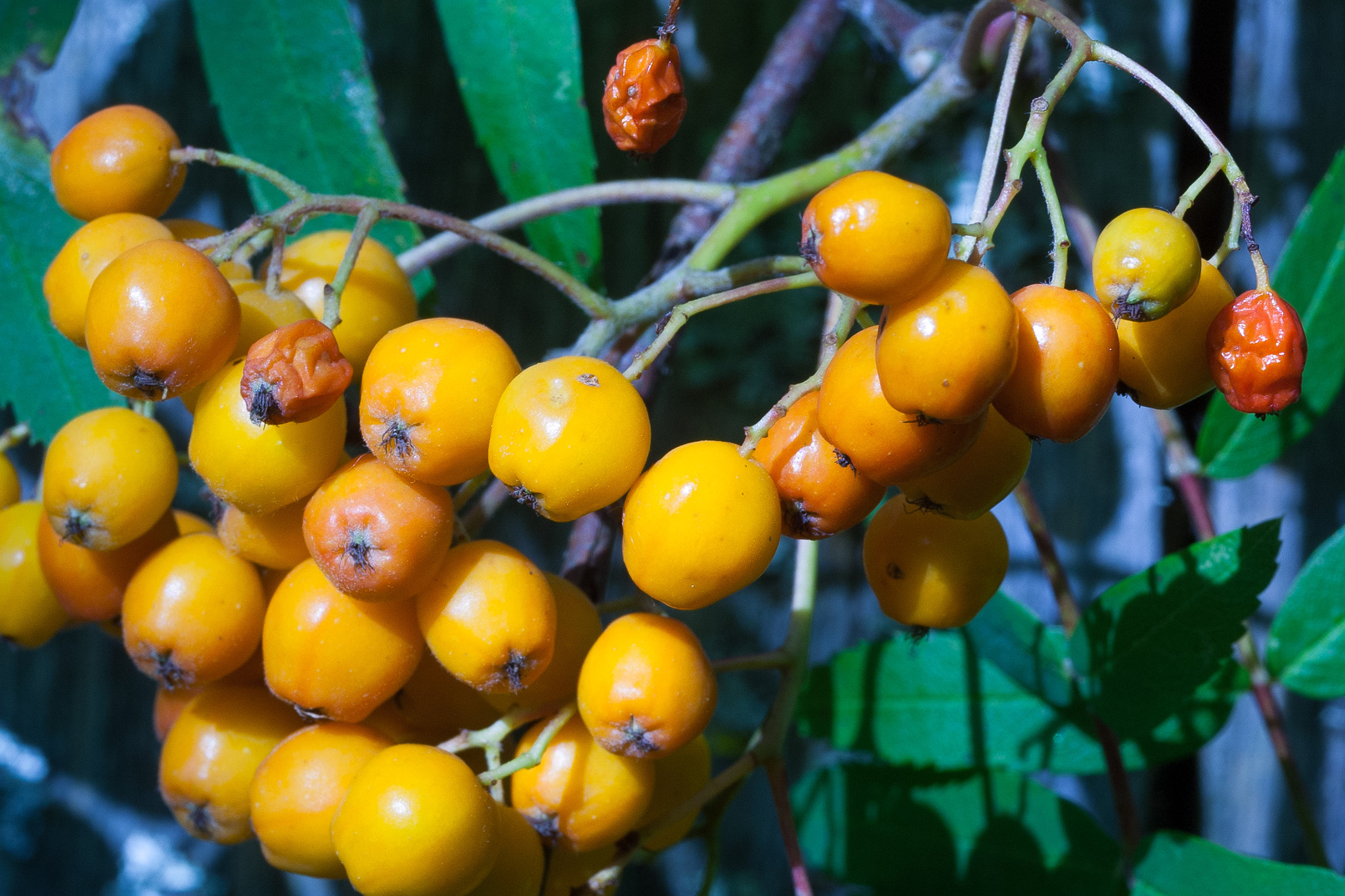 Canon EOS D30 + Sigma 50mm f/2.8 EX sample photo. Berries photography