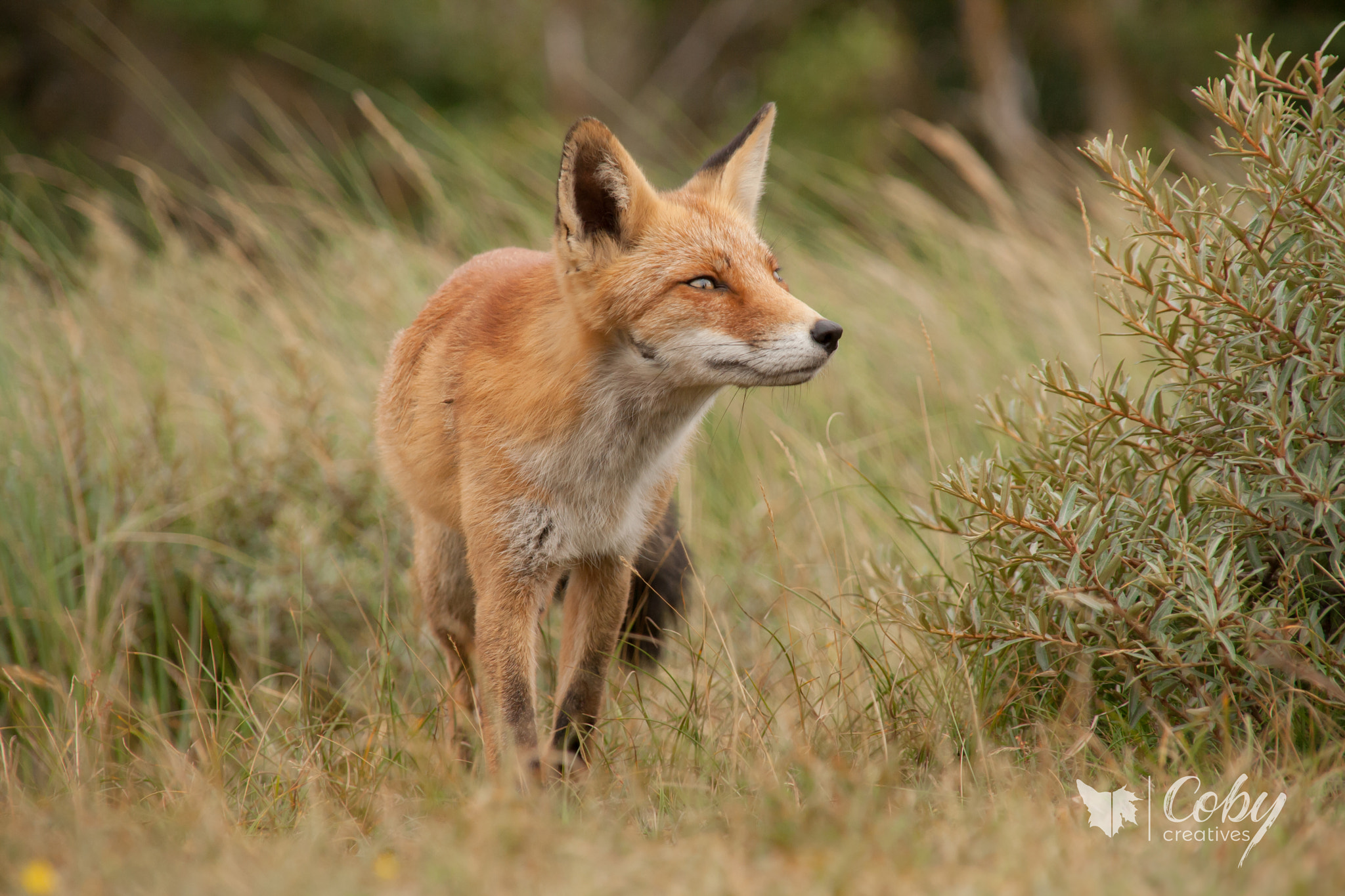 Sigma 18-200mm f/3.5-6.3 DC OS sample photo. Peaceful foxy photography