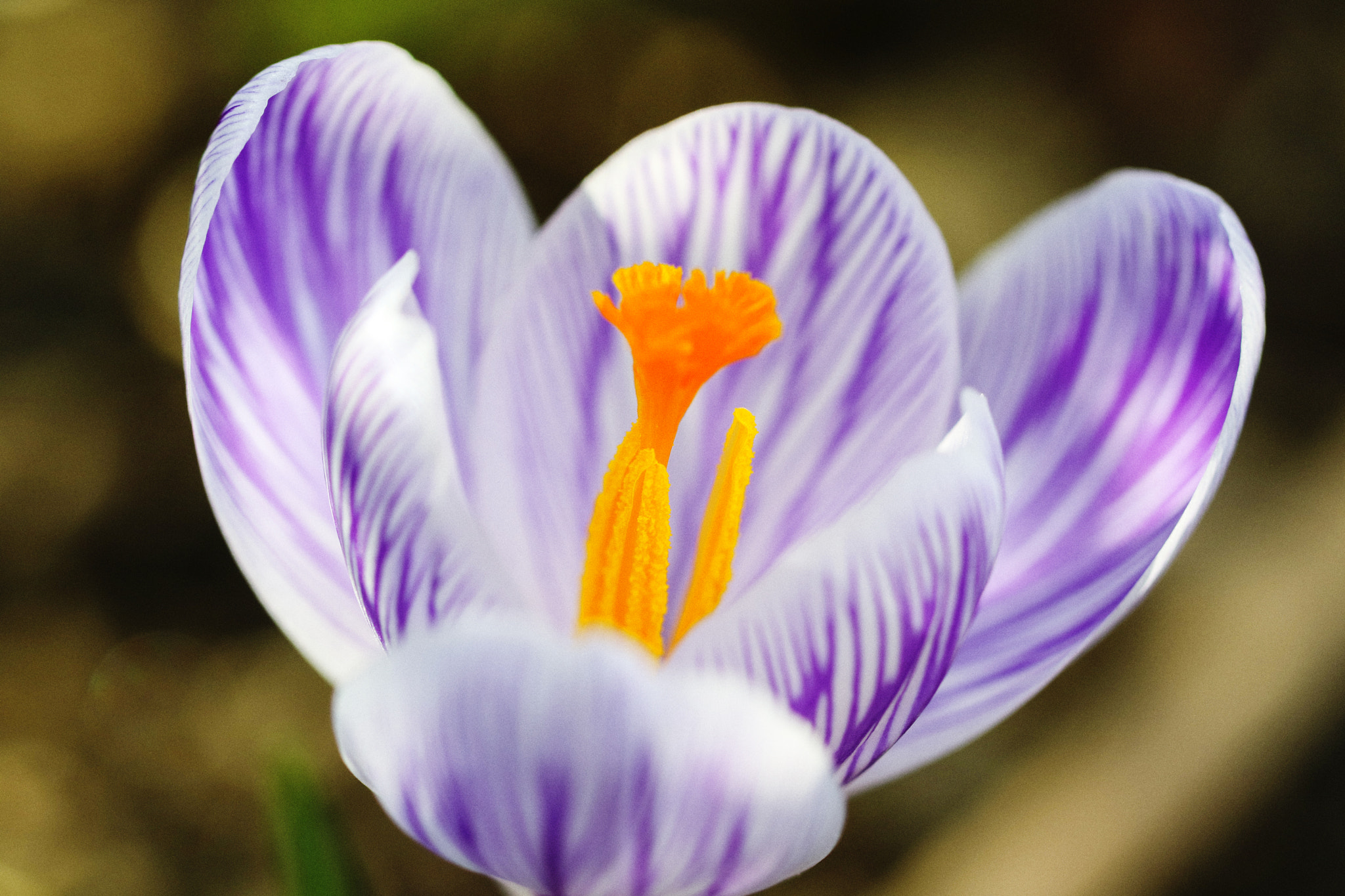 Canon EOS M3 sample photo. Crocus 'pickwick' photography