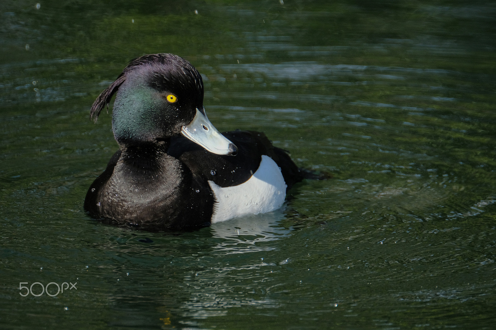XF100-400mmF4.5-5.6 R LM OIS WR + 1.4x sample photo. Tufted duck photography