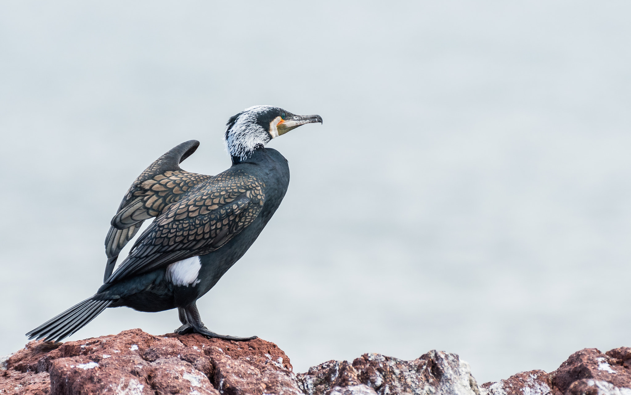 Nikon D500 + Nikon AF-S Nikkor 200mm F2G ED-IF VR sample photo. Cormoran v2 photography