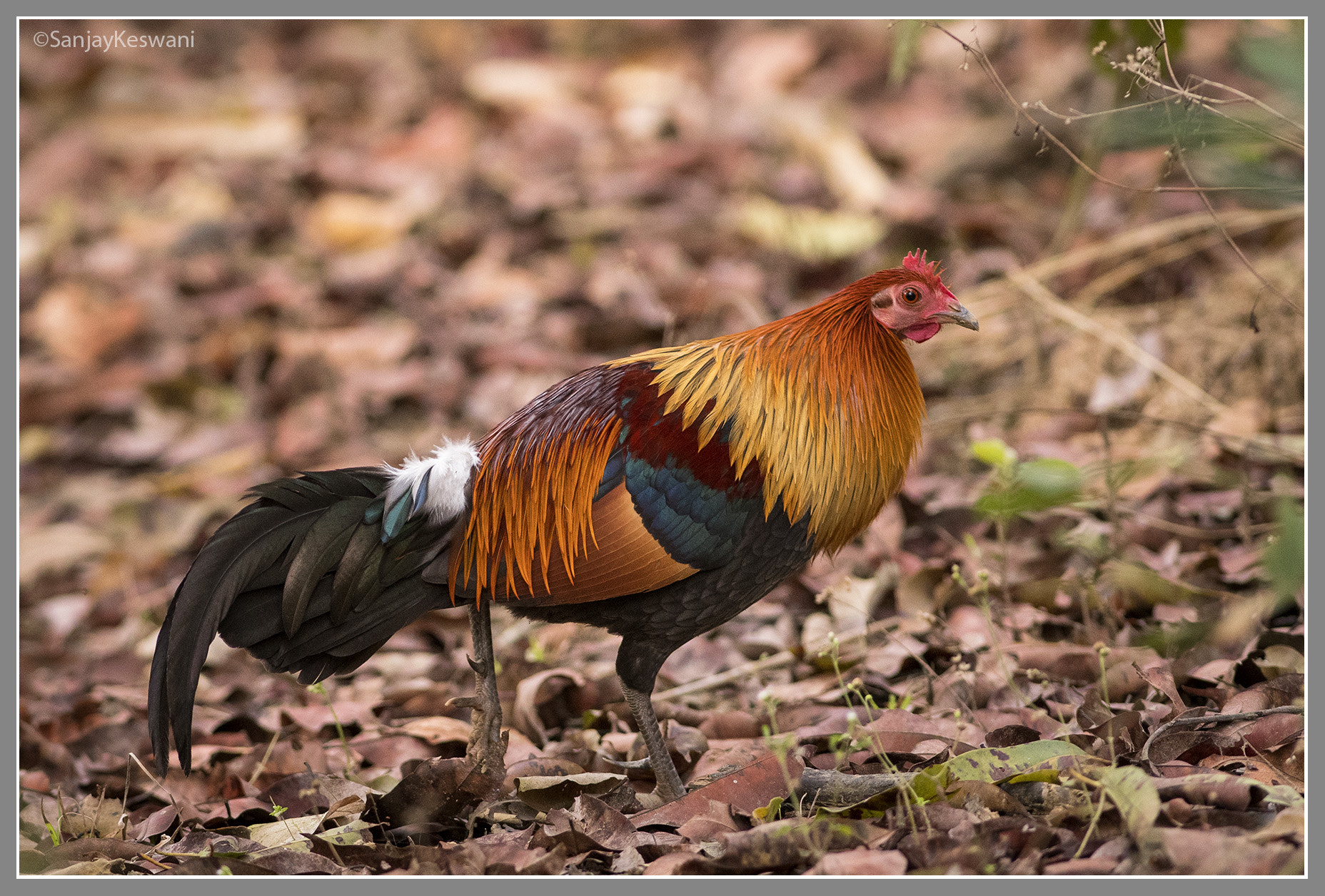 Nikon AF-S Nikkor 300mm F2.8G ED VR II sample photo. Red jungle fowl photography