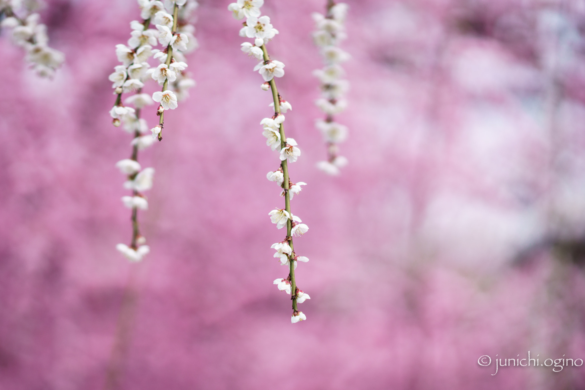Sony Sonnar T* 135mm F1.8 ZA sample photo. Pink wall photography