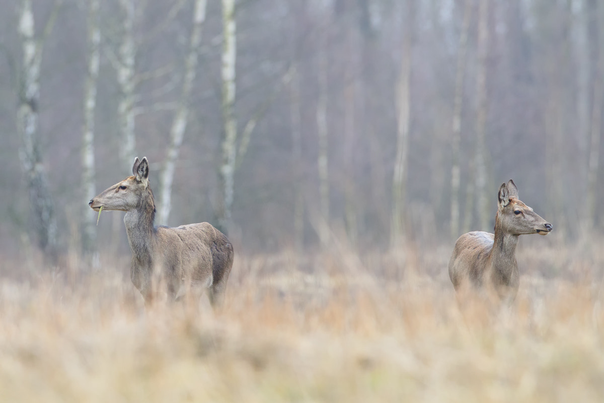 Canon EF 400mm F2.8L IS II USM sample photo. Red deers photography