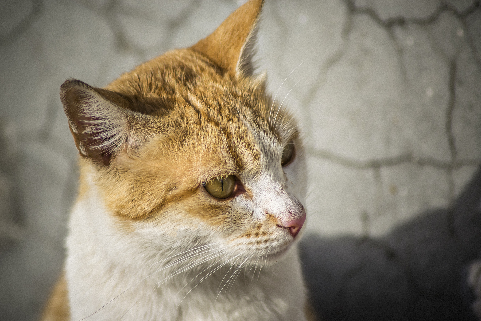 Nikon D5300 + Tamron SP 70-300mm F4-5.6 Di VC USD sample photo. Cat in the street photography