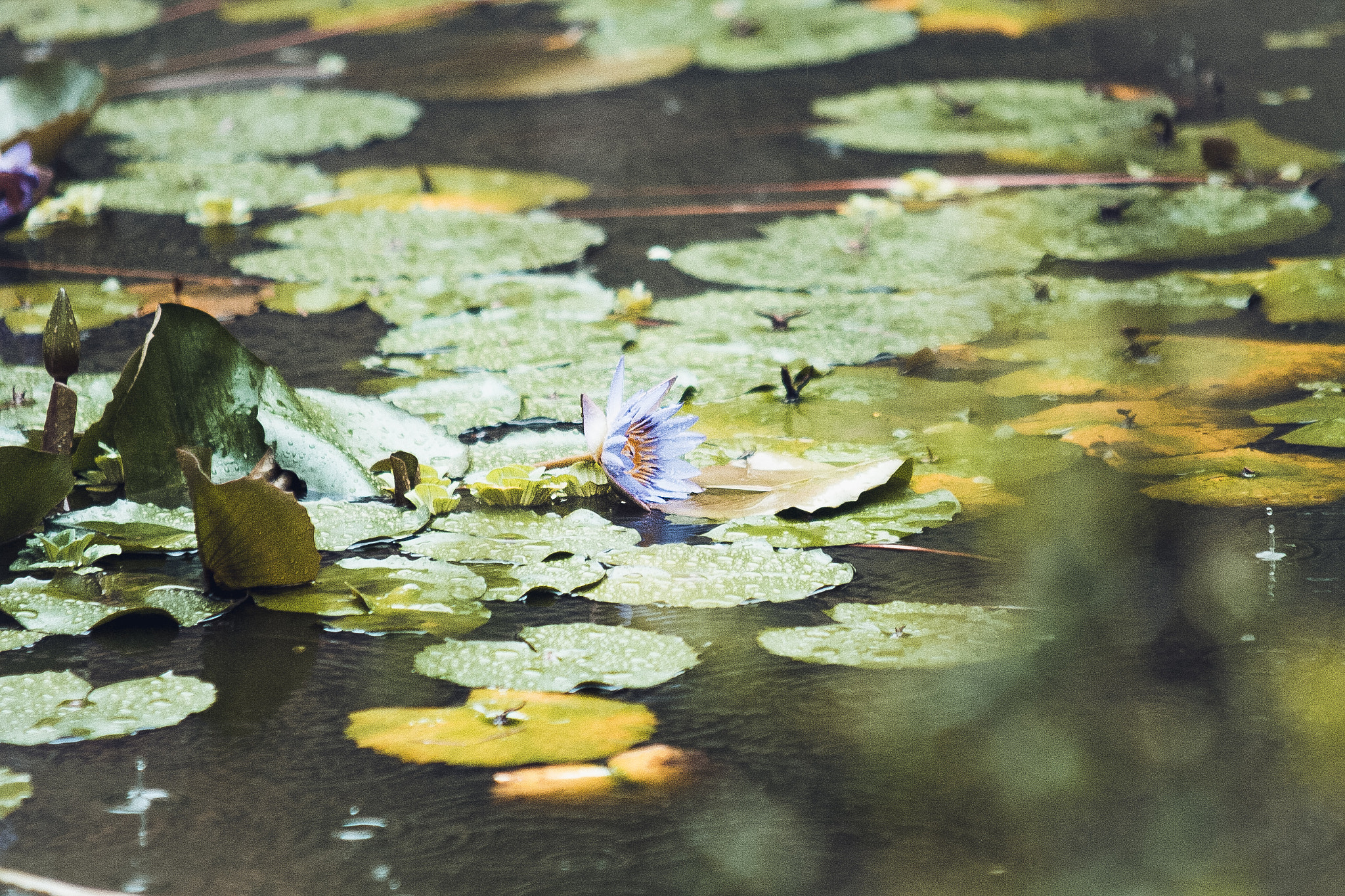 Sigma 70-200mm F2.8 EX DG OS HSM sample photo. Img photography