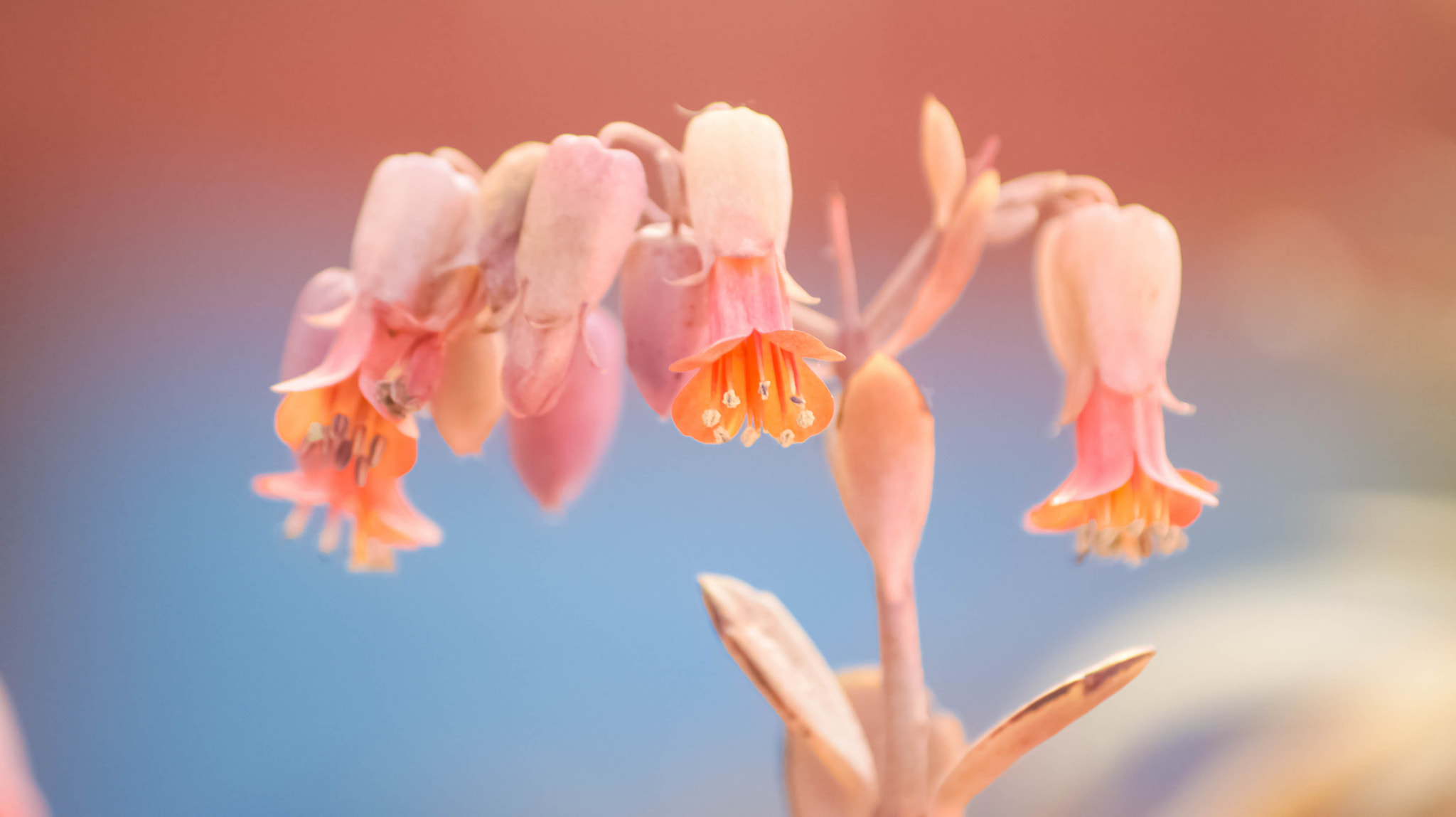 Sony SLT-A33 + Sony DT 55-200mm F4-5.6 SAM sample photo. Flower <3 photography