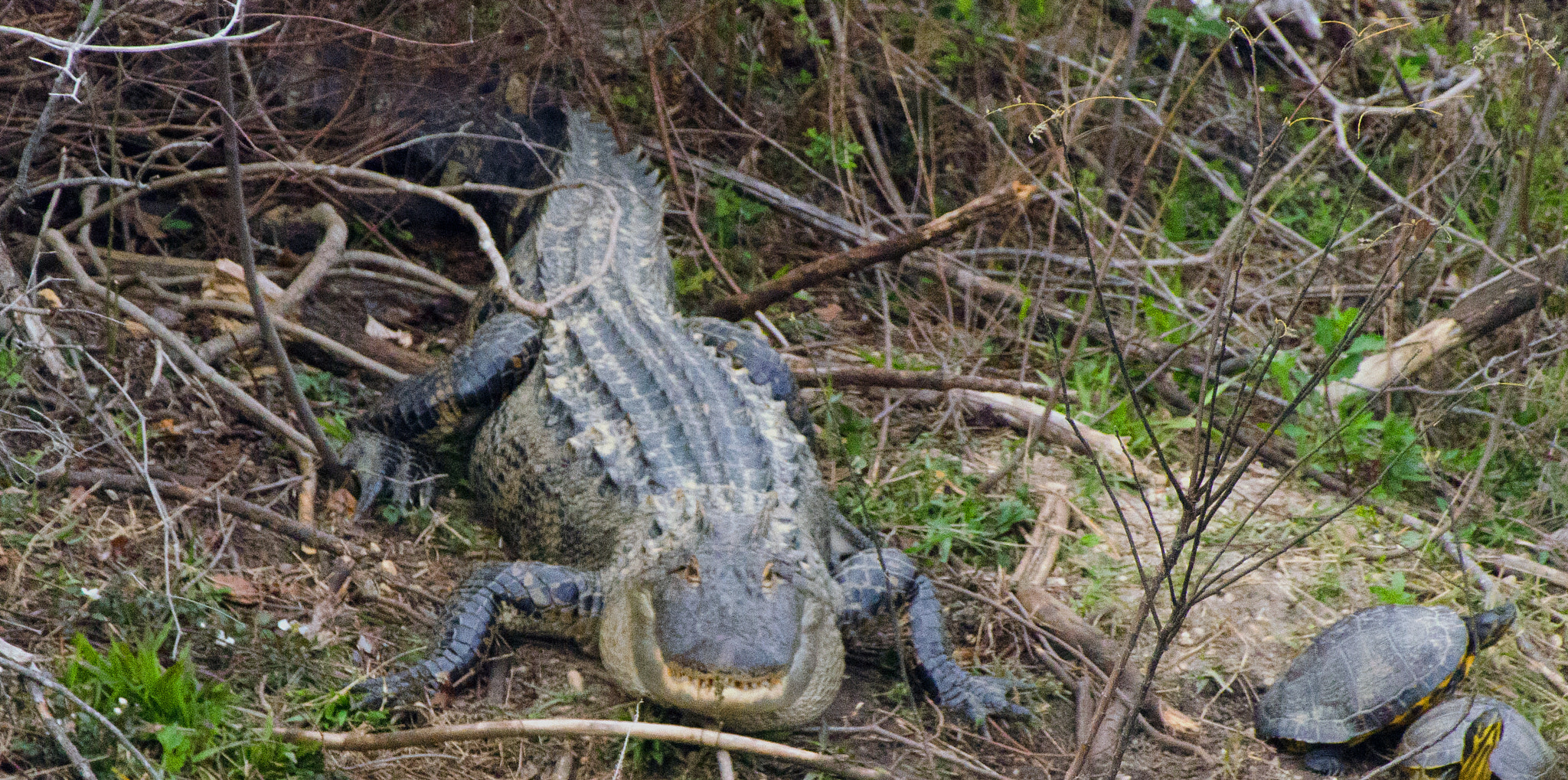 Nikon AF-S Nikkor 200-500mm F5.6E ED VR sample photo. Smiling gator photography