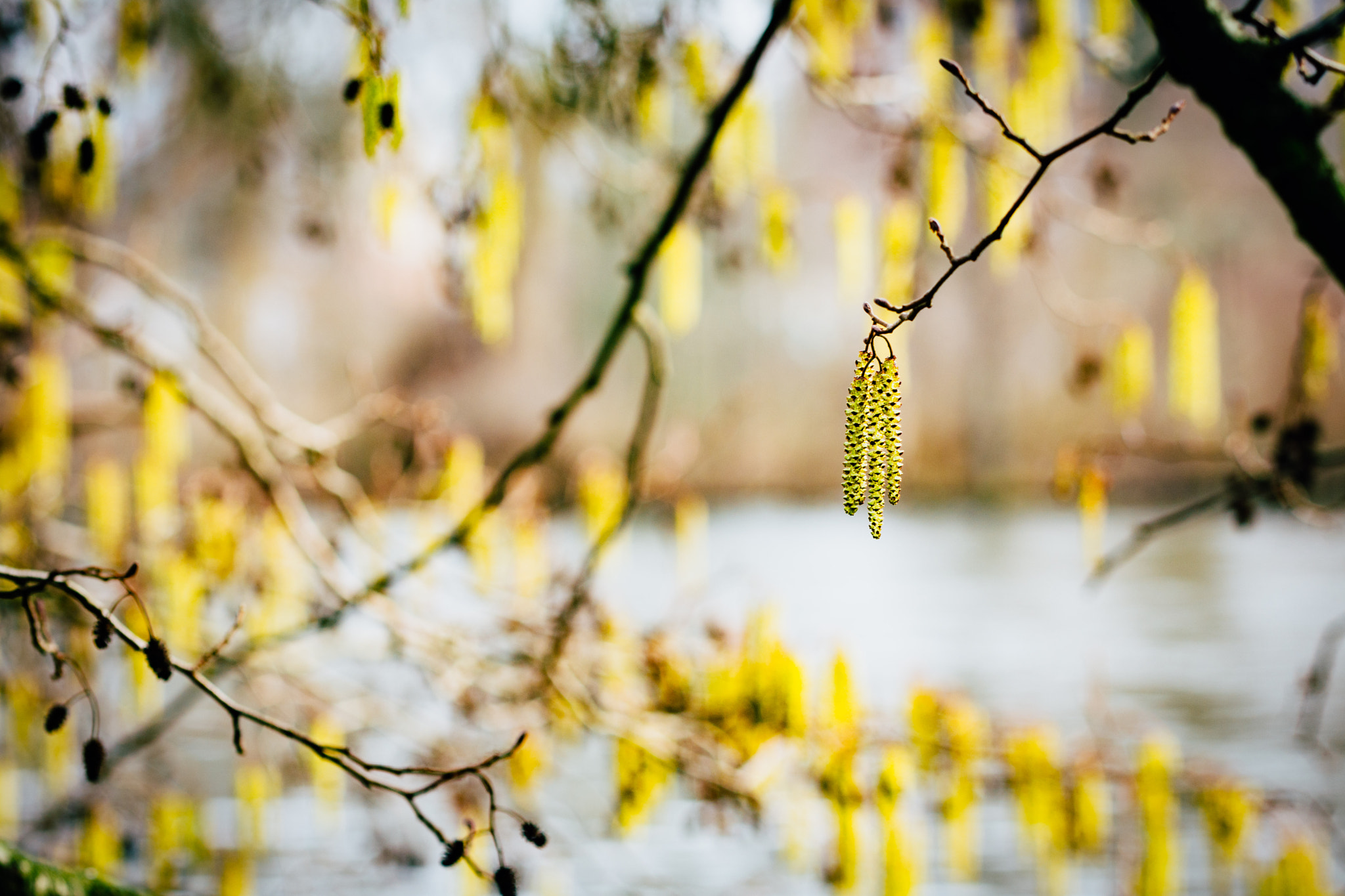 Nikon D7200 sample photo. Außenseiter photography